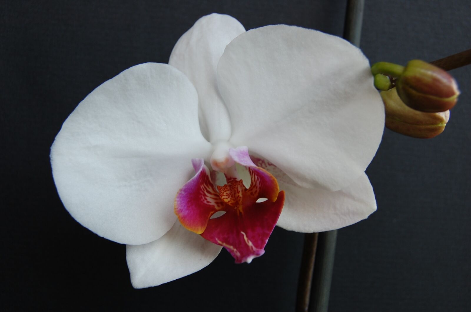 Nikon D40 sample photo. Orchid, white, potted plant photography