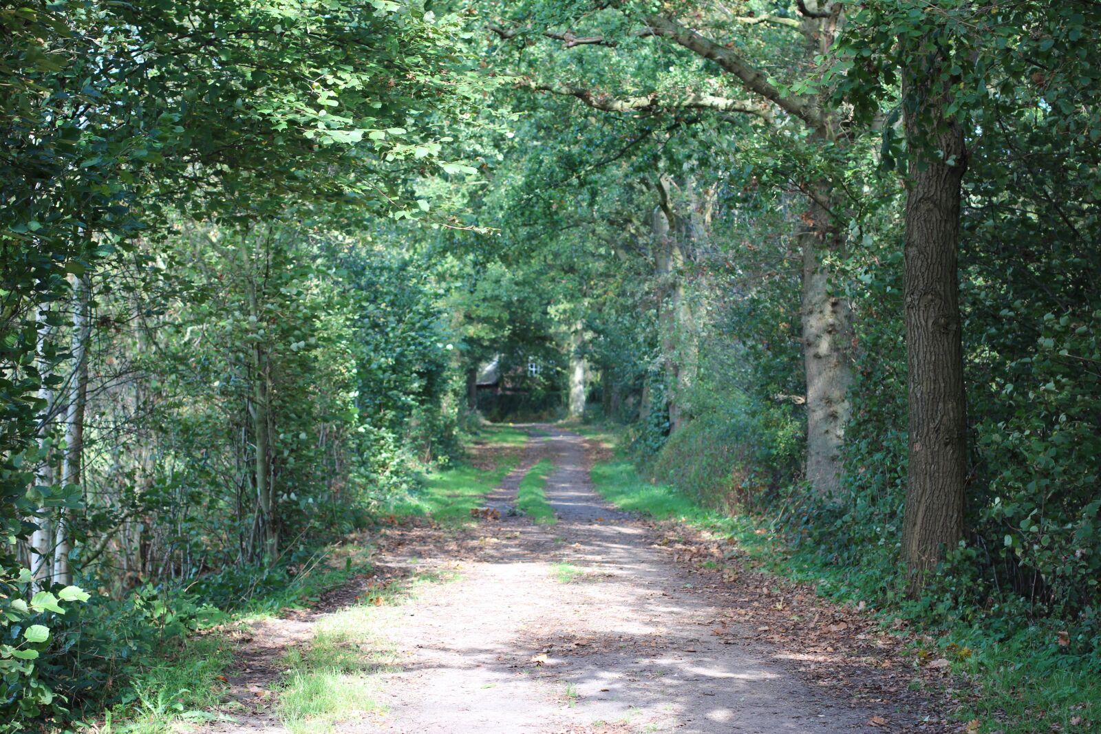 Canon EOS 600D (Rebel EOS T3i / EOS Kiss X5) + Canon EF 50mm F1.4 USM sample photo. Forest path, away, forest photography