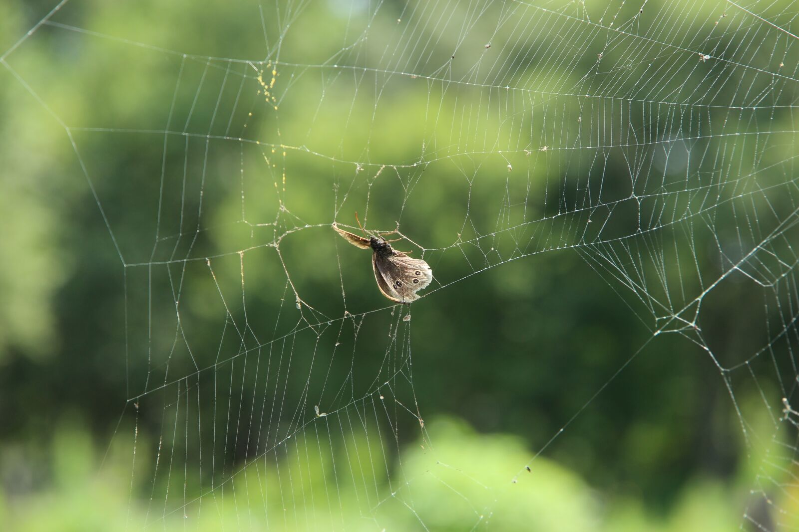 Canon EOS 650D (EOS Rebel T4i / EOS Kiss X6i) sample photo. Spider web, butterfly, victim photography