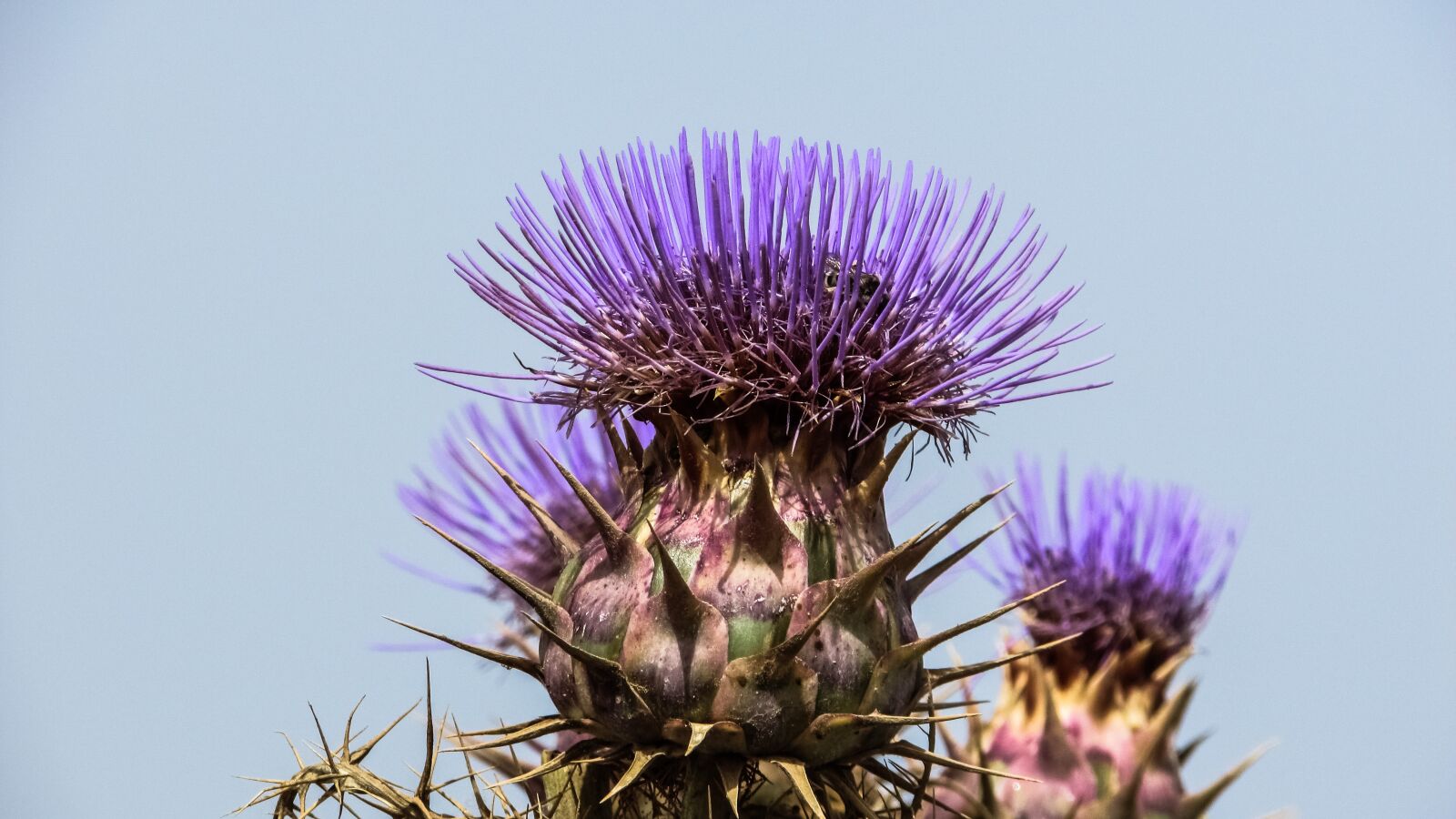 Canon PowerShot SX400 IS sample photo. Cardoon, flower, purple photography