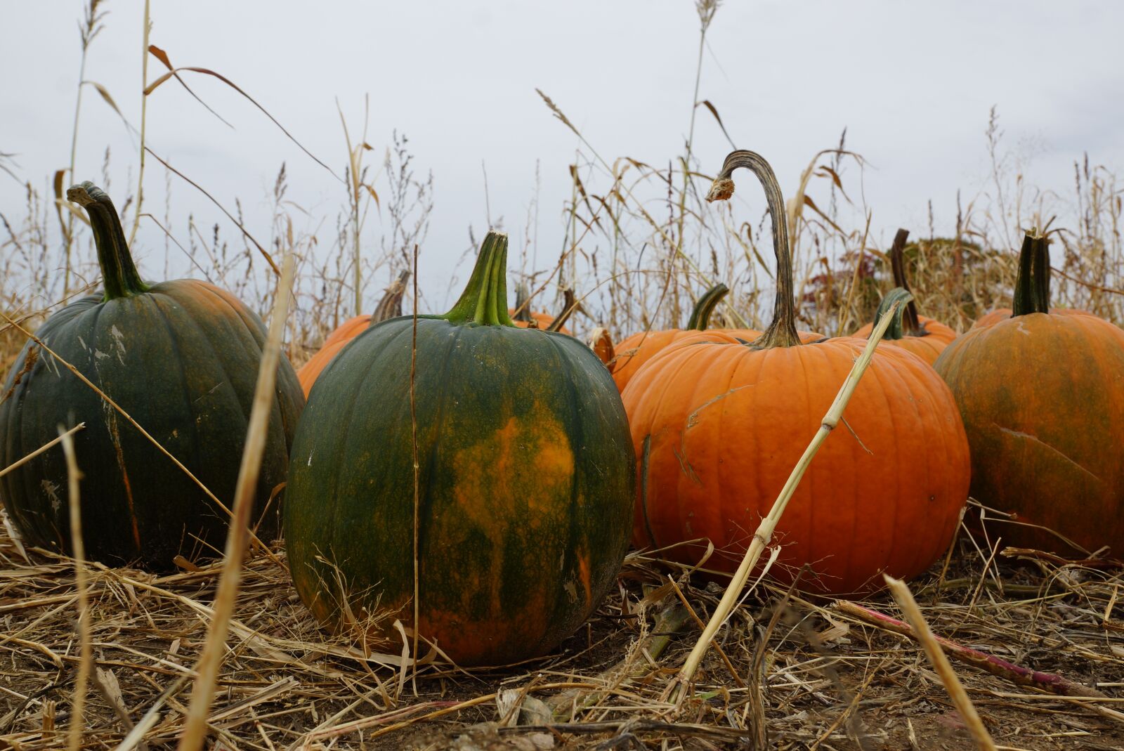 Sony SLT-A77 + Sony DT 16-50mm F2.8 SSM sample photo. Halloween, pumpkin, october photography