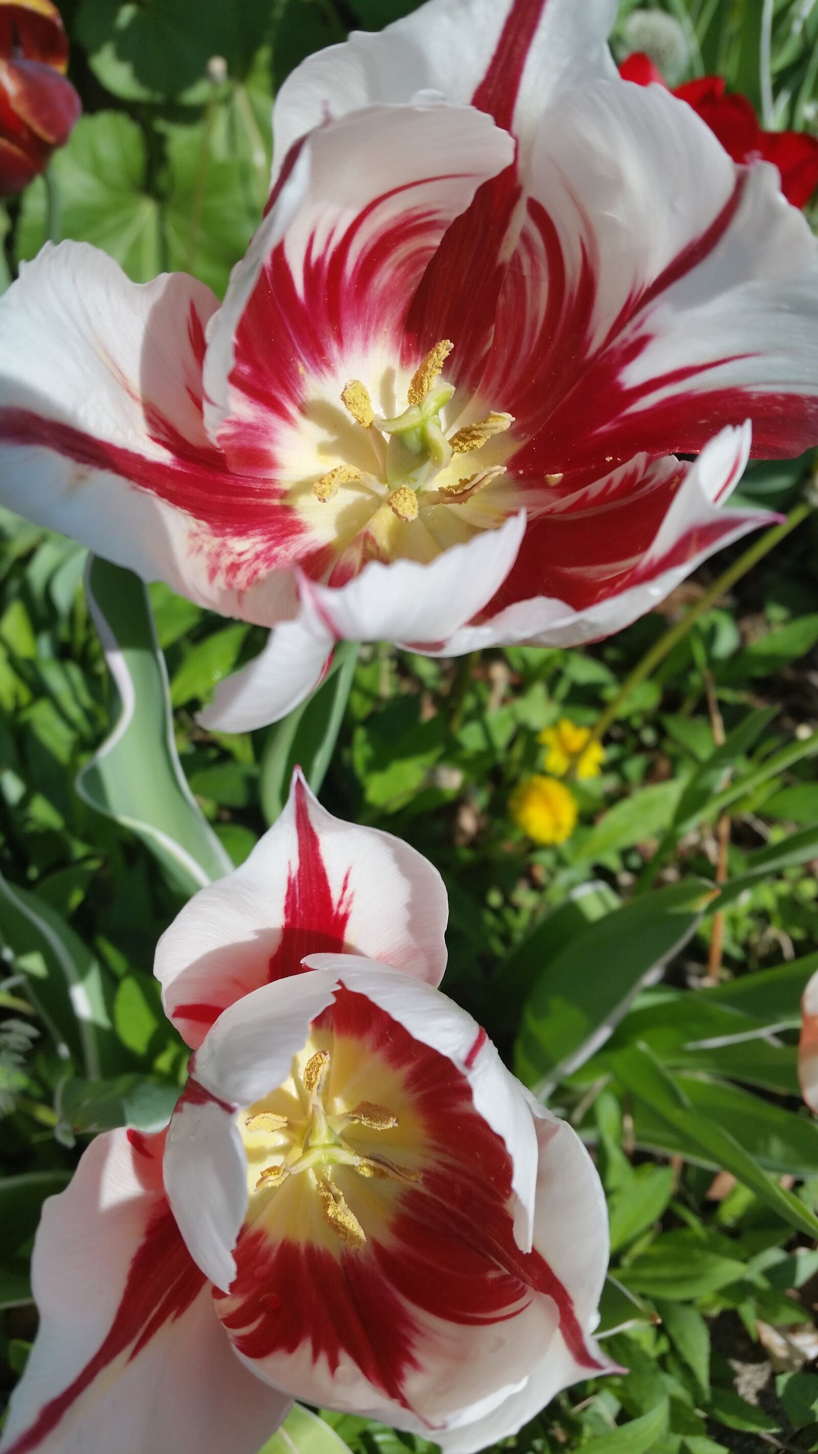Samsung Galaxy S5 sample photo. Spring, tulips, flowers photography