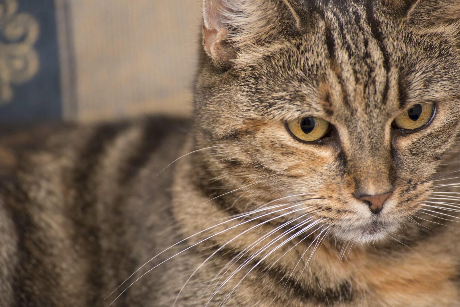 Nikon D750 sample photo. Domestic cat close-up, public photography