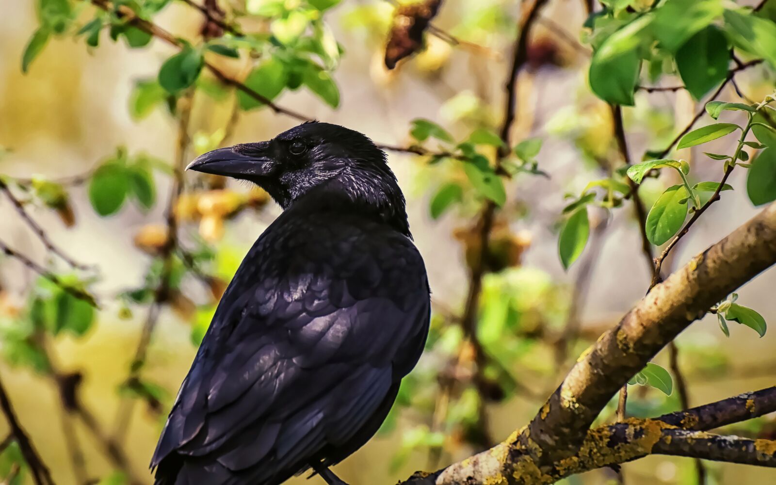 Nikon D7200 sample photo. Crow, raven bird, raven photography