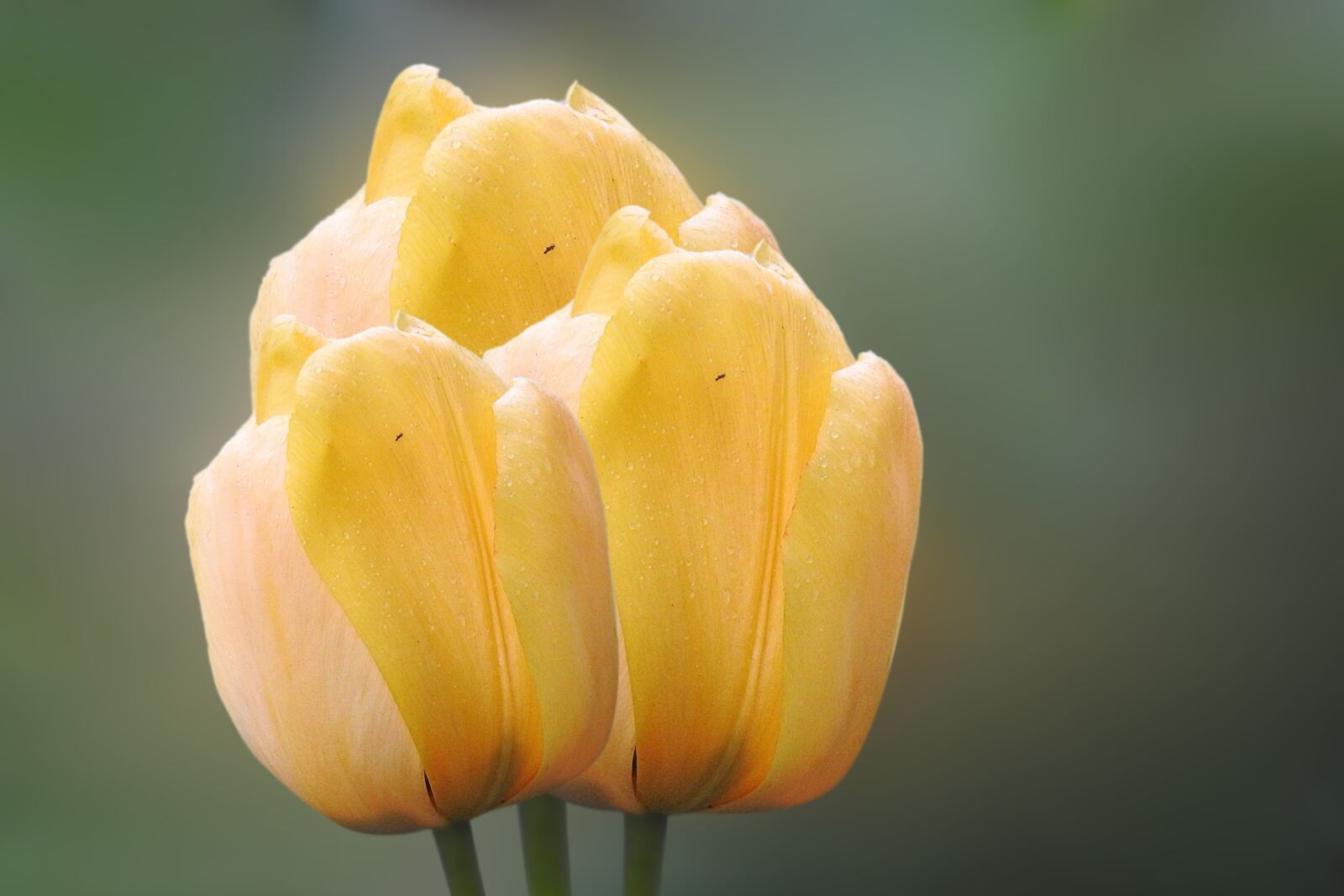 Nikon Coolpix P900 sample photo. Tulip, flower, blossom photography