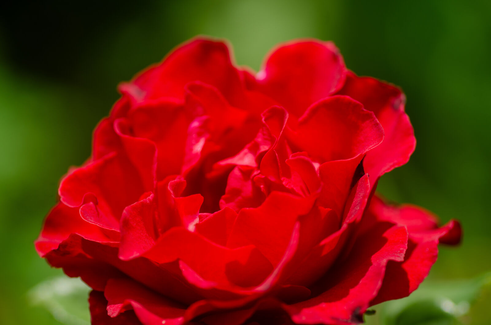 Tamron SP AF 90mm F2.8 Di Macro sample photo