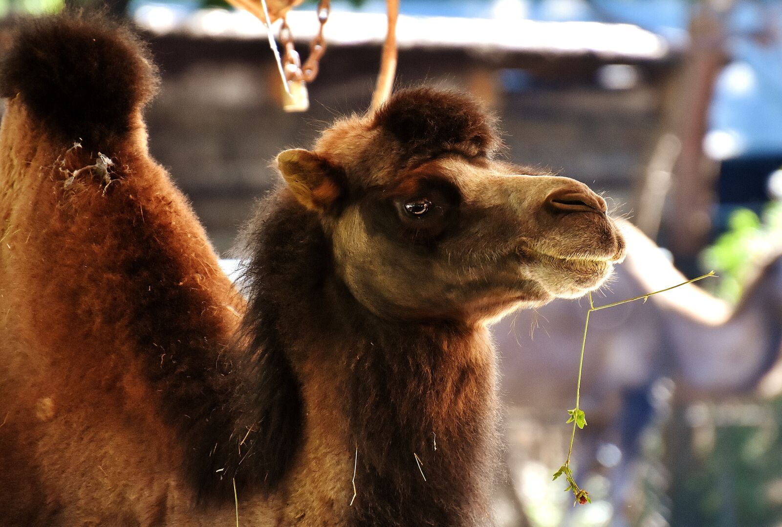 Nikon D7200 sample photo. Camel, zoo, animal photography