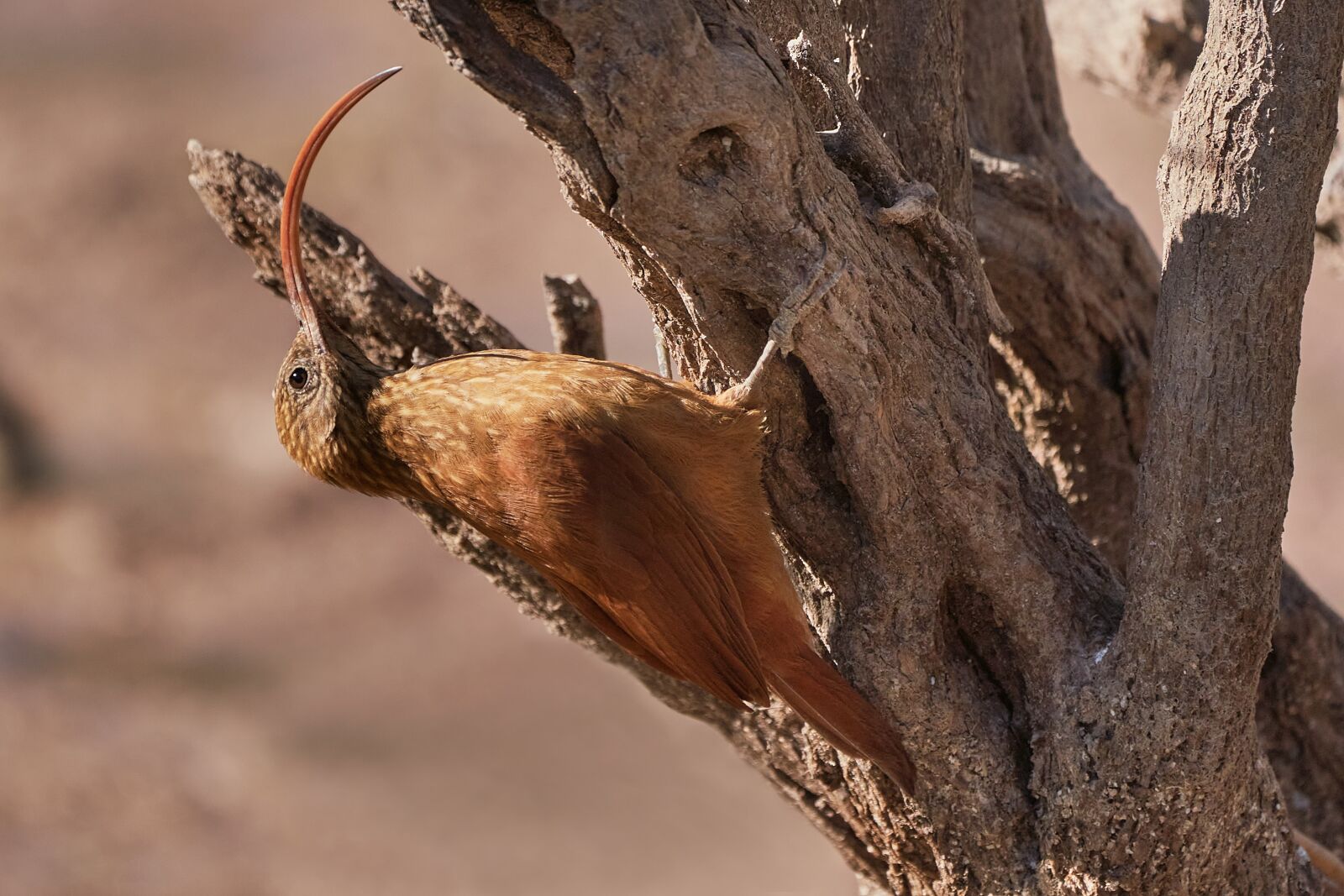 Sony a7R III sample photo. Bird, plumage, wings photography