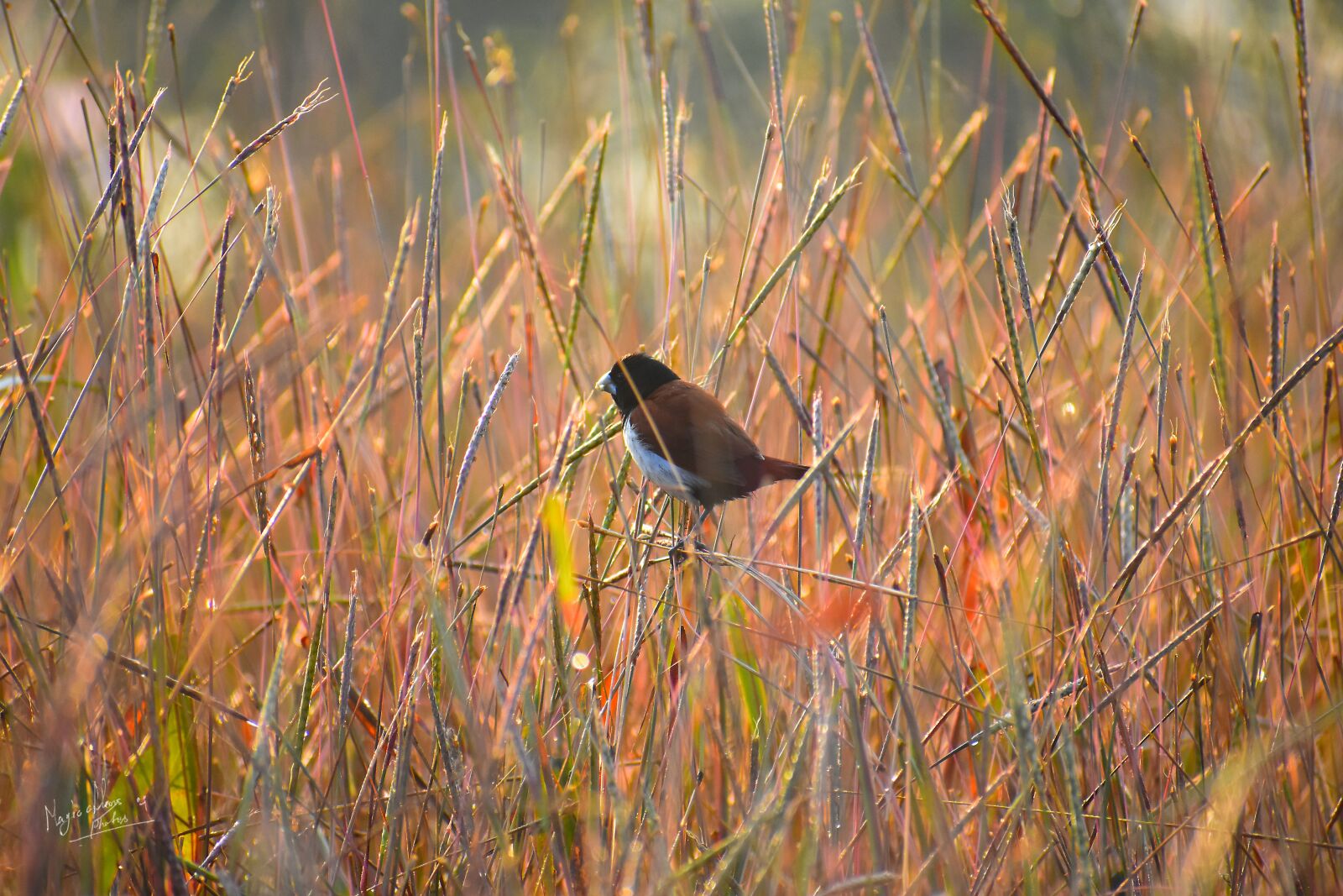 Nikon D3400 sample photo. Tricolor, munia, taking photography