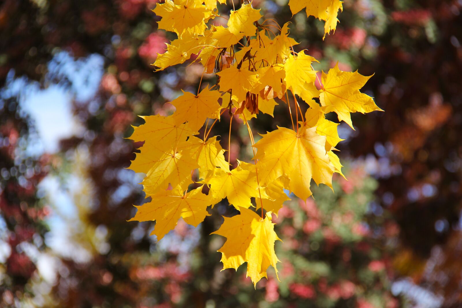 Canon EF-S 18-200mm F3.5-5.6 IS sample photo. Famous, popular, historic photography