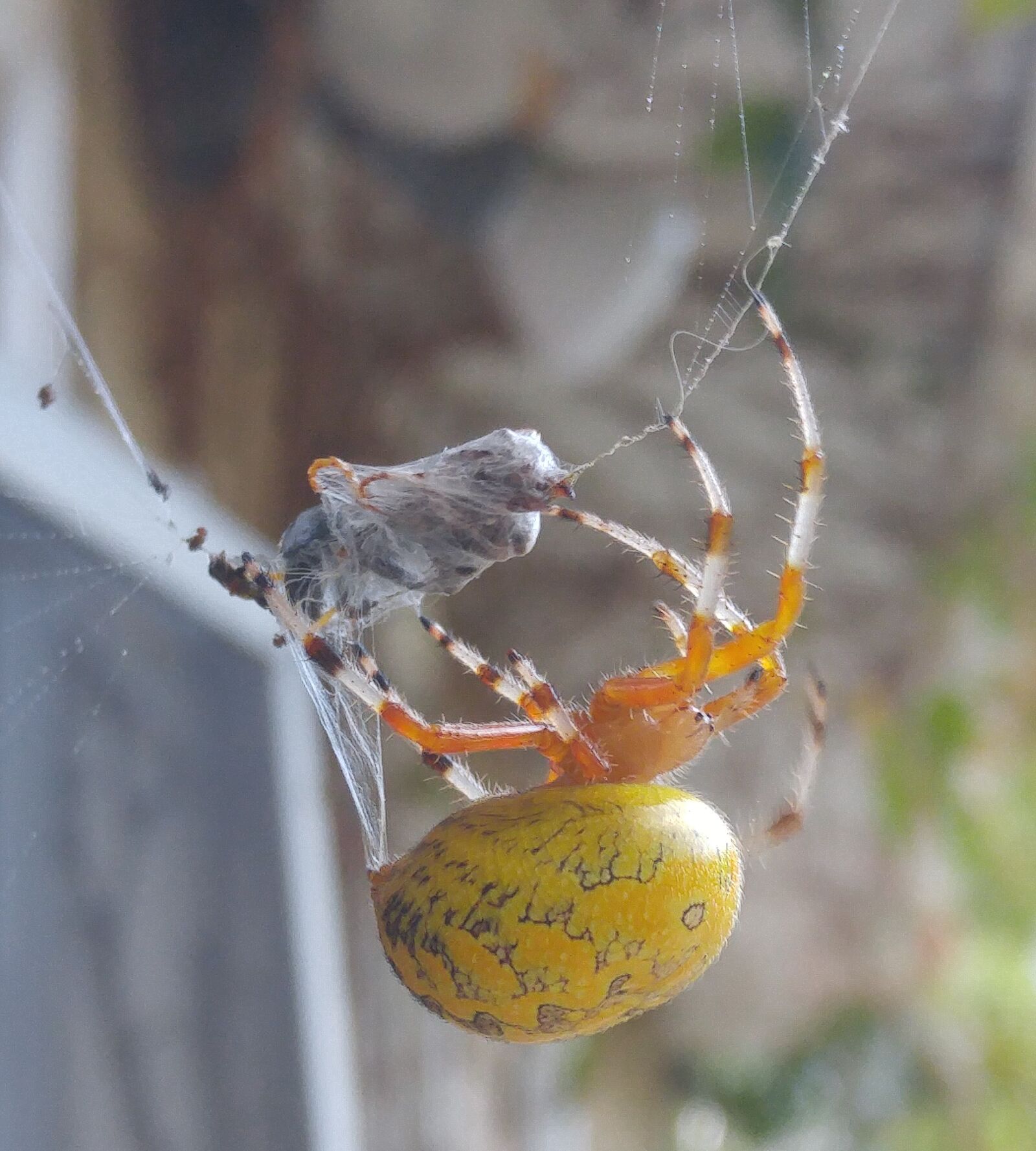 LG G4 sample photo. Spider, web, nature photography