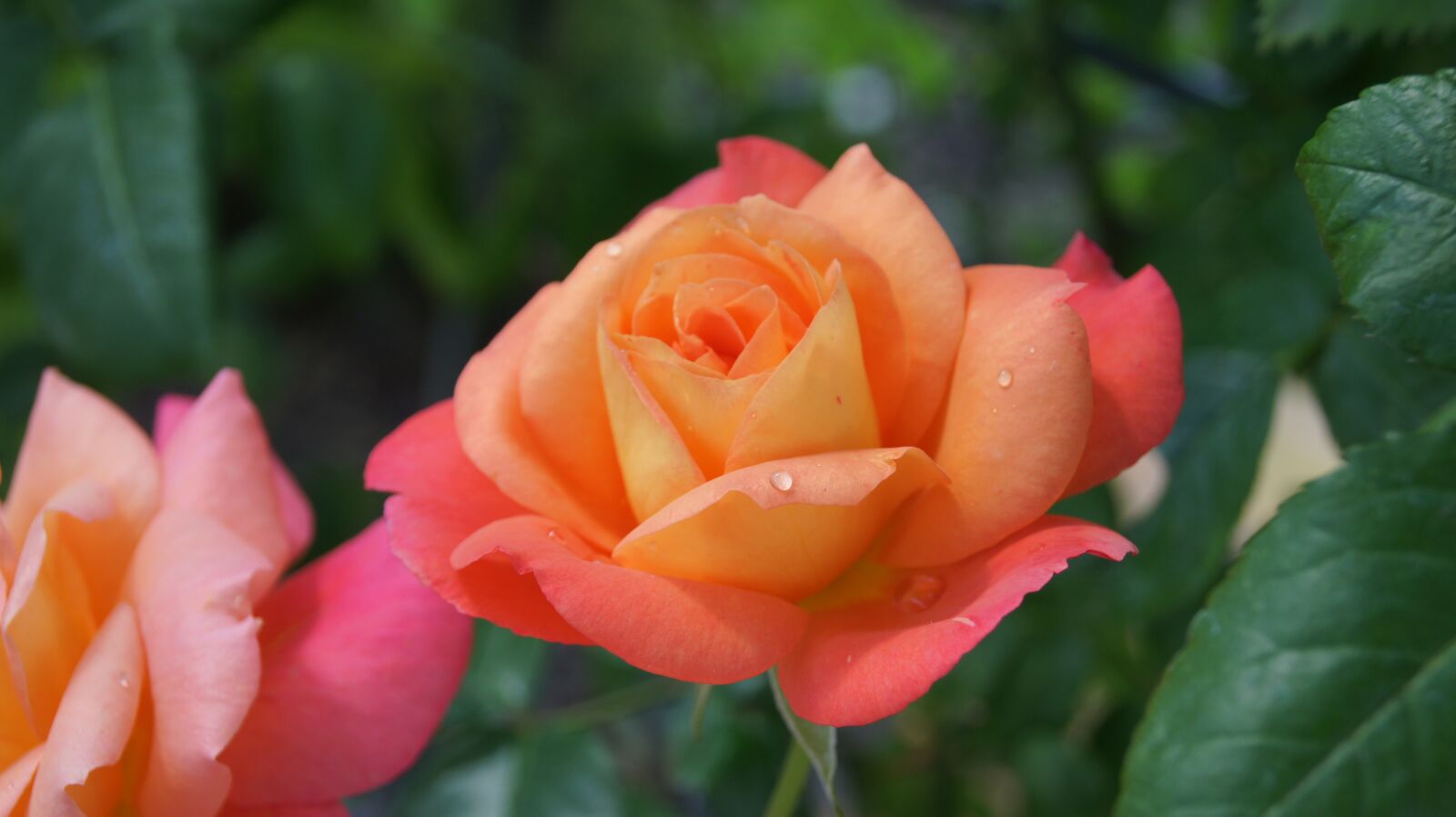 Sony Alpha DSLR-A550 sample photo. Map, rose, nature photography