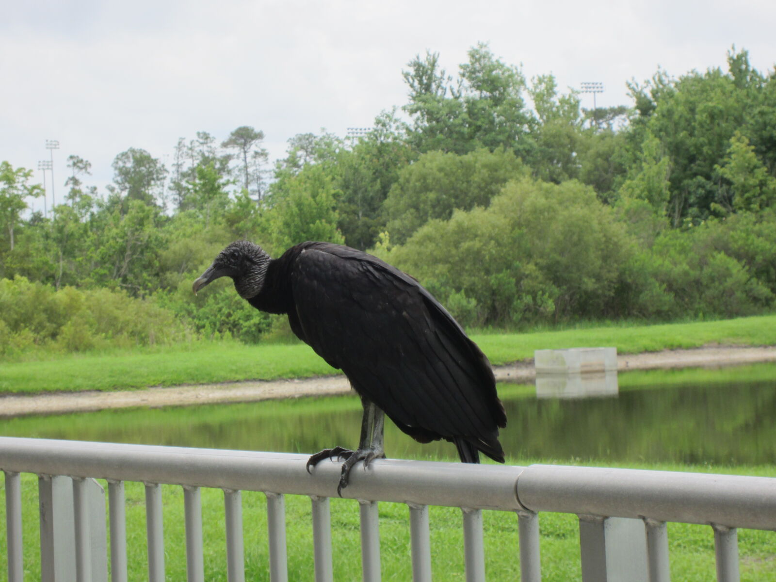 Canon PowerShot ELPH 300 HS (IXUS 220 HS / IXY 410F) sample photo. Bird, uccello photography