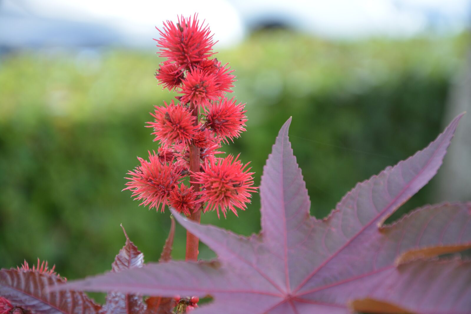 Nikon D5200 sample photo. Red flower, plants, massif photography