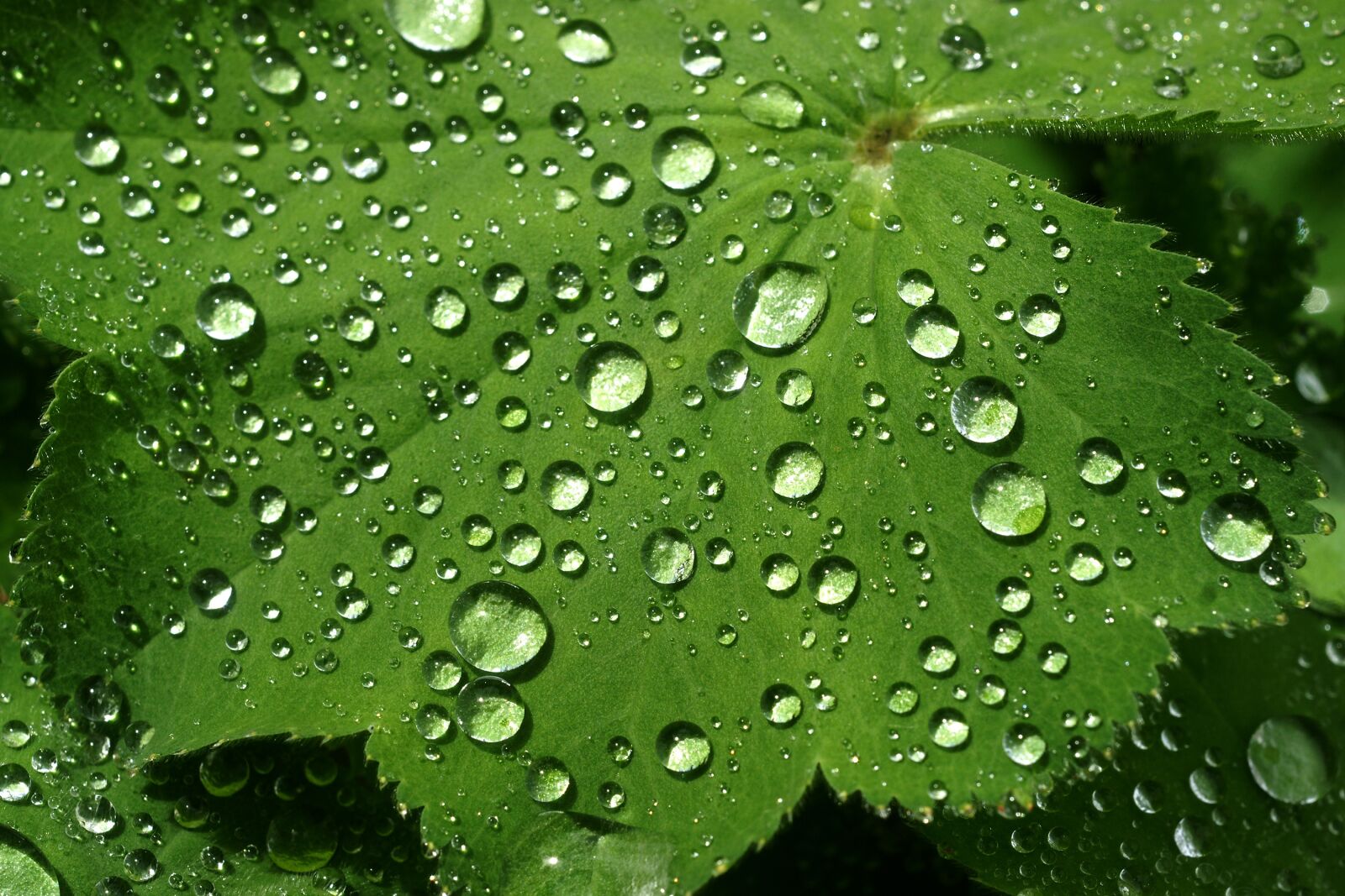 Sony Alpha DSLR-A700 sample photo. Leaf, rain, dew photography