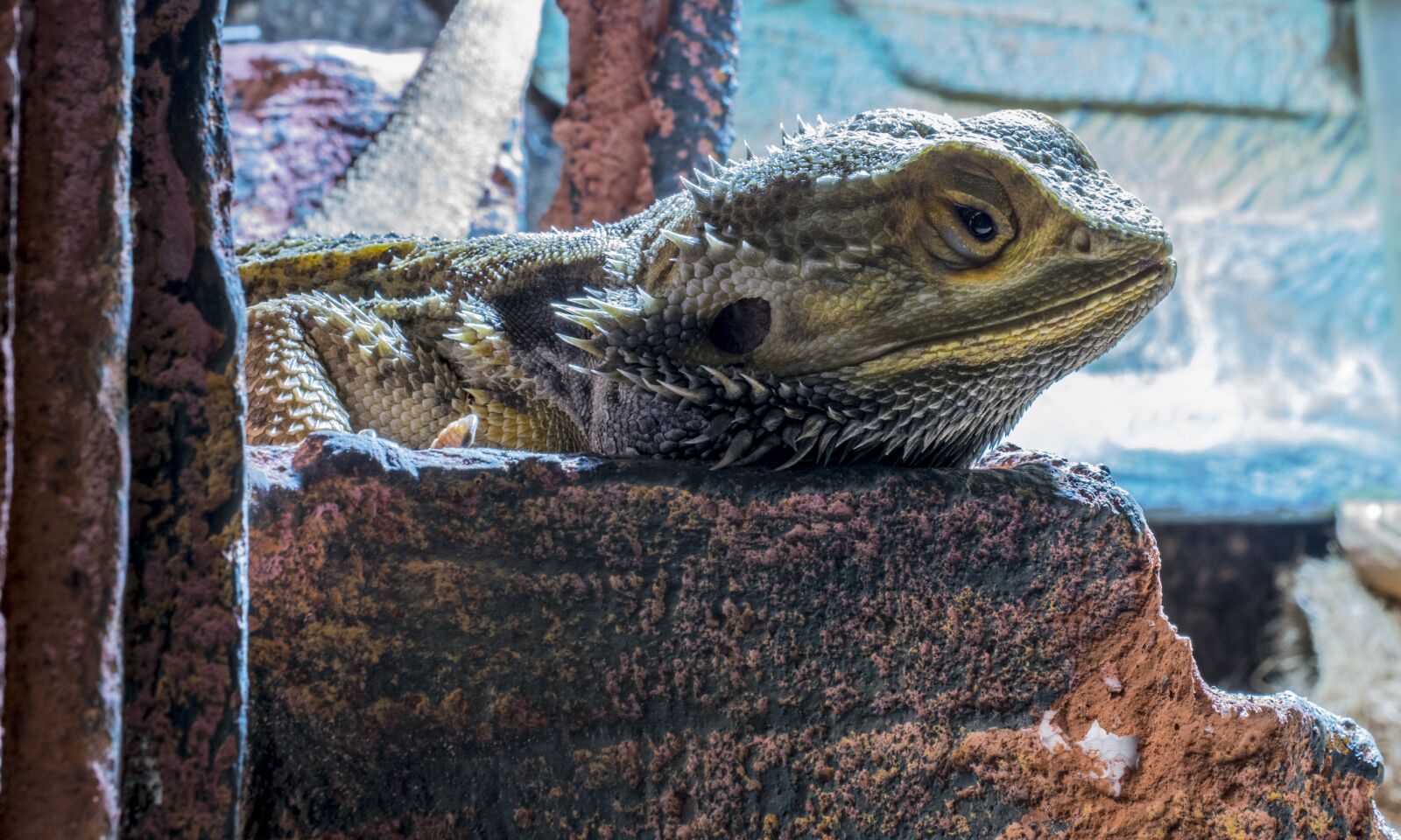 Nikon D5300 sample photo. Bearded dragon, terrarium, agame photography