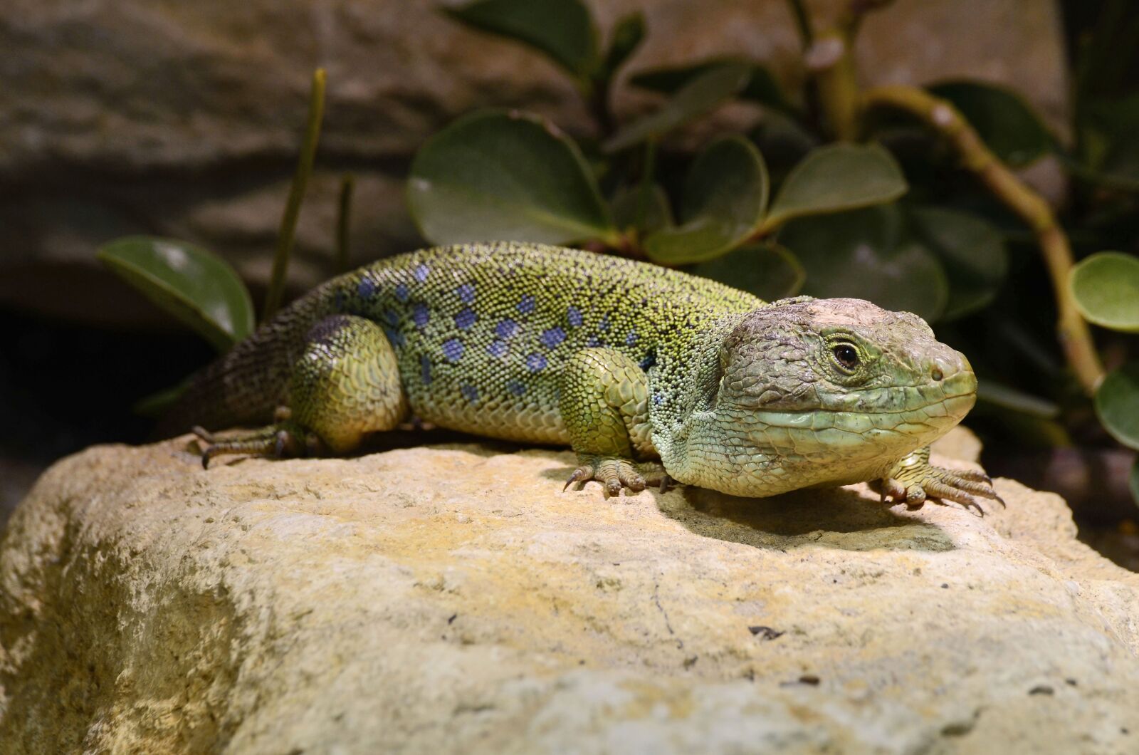 Nikon D7000 sample photo. Lizard, timon lepidus, cold photography