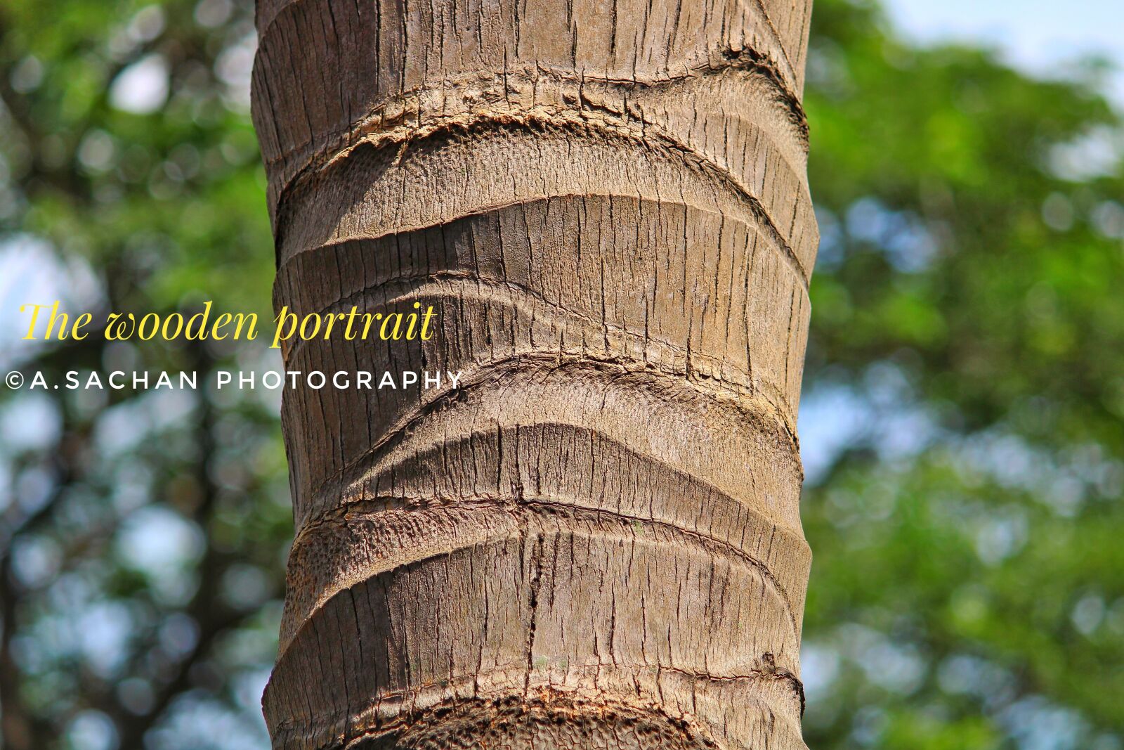 Canon EOS 2000D (EOS Rebel T7 / EOS Kiss X90 / EOS 1500D) sample photo. Tree, portrait, nature photography