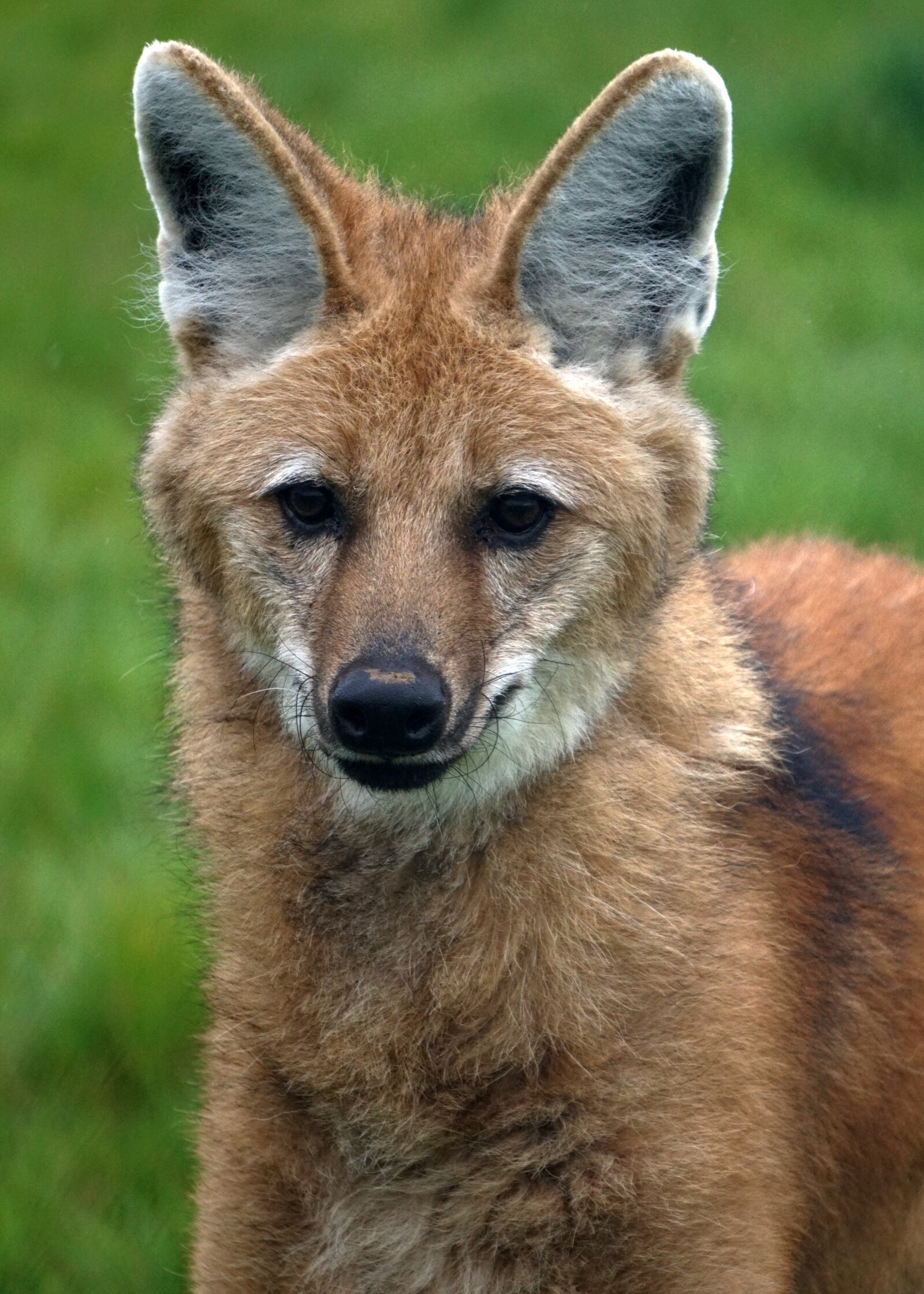 Sony E 55-210mm F4.5-6.3 OSS sample photo. Animal world, maned wolf photography