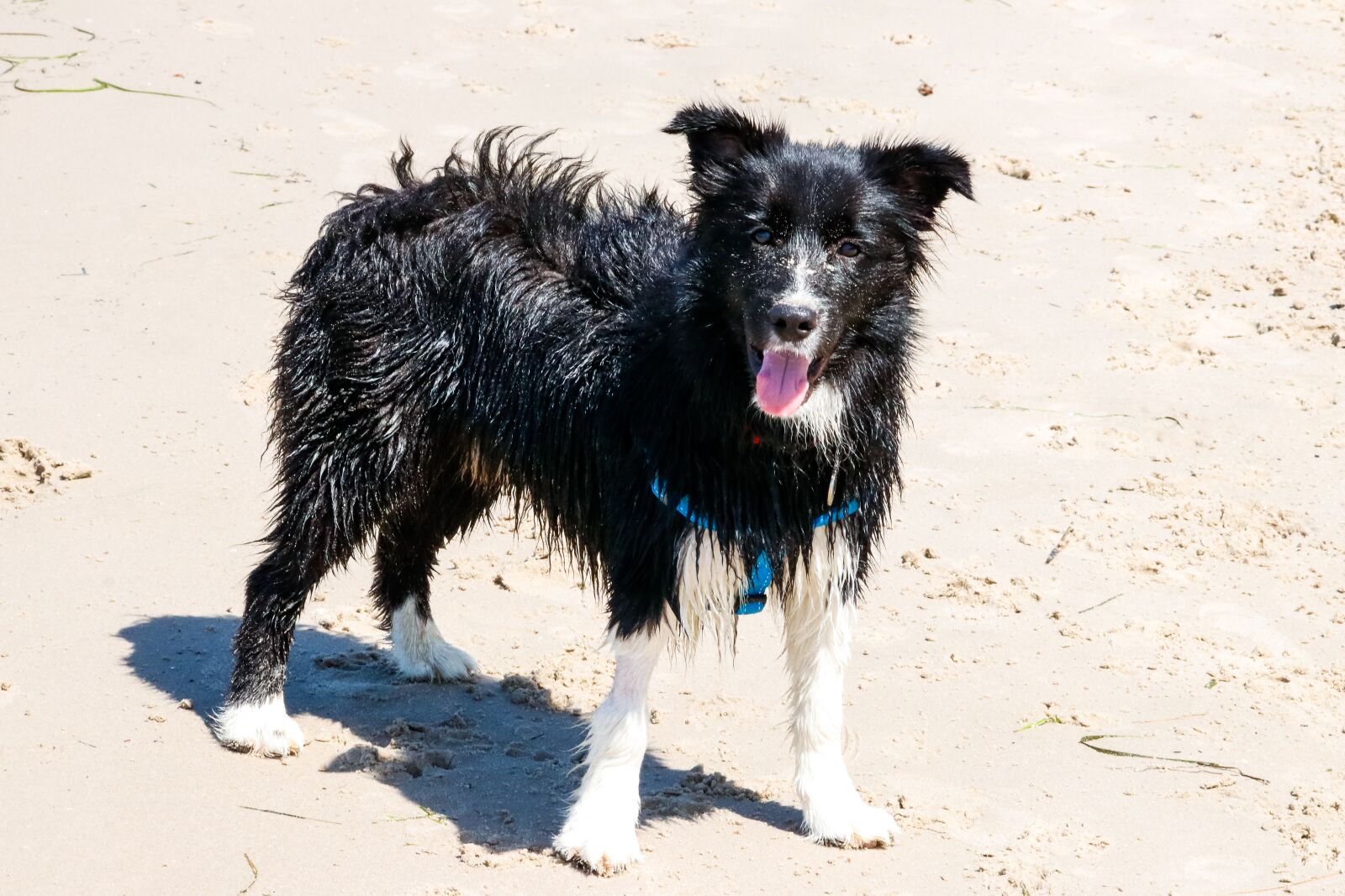 Canon EOS 80D sample photo. Dog, border collie, pet photography