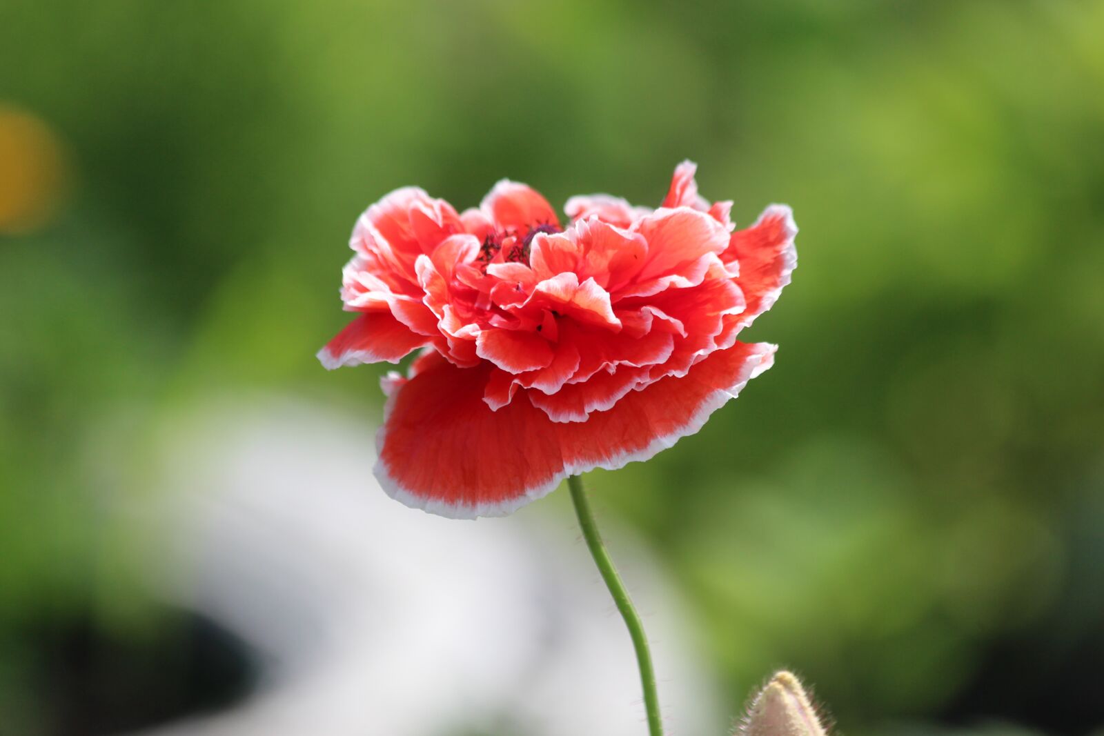 Canon EOS 650D (EOS Rebel T4i / EOS Kiss X6i) sample photo. Mack, plant, flower photography