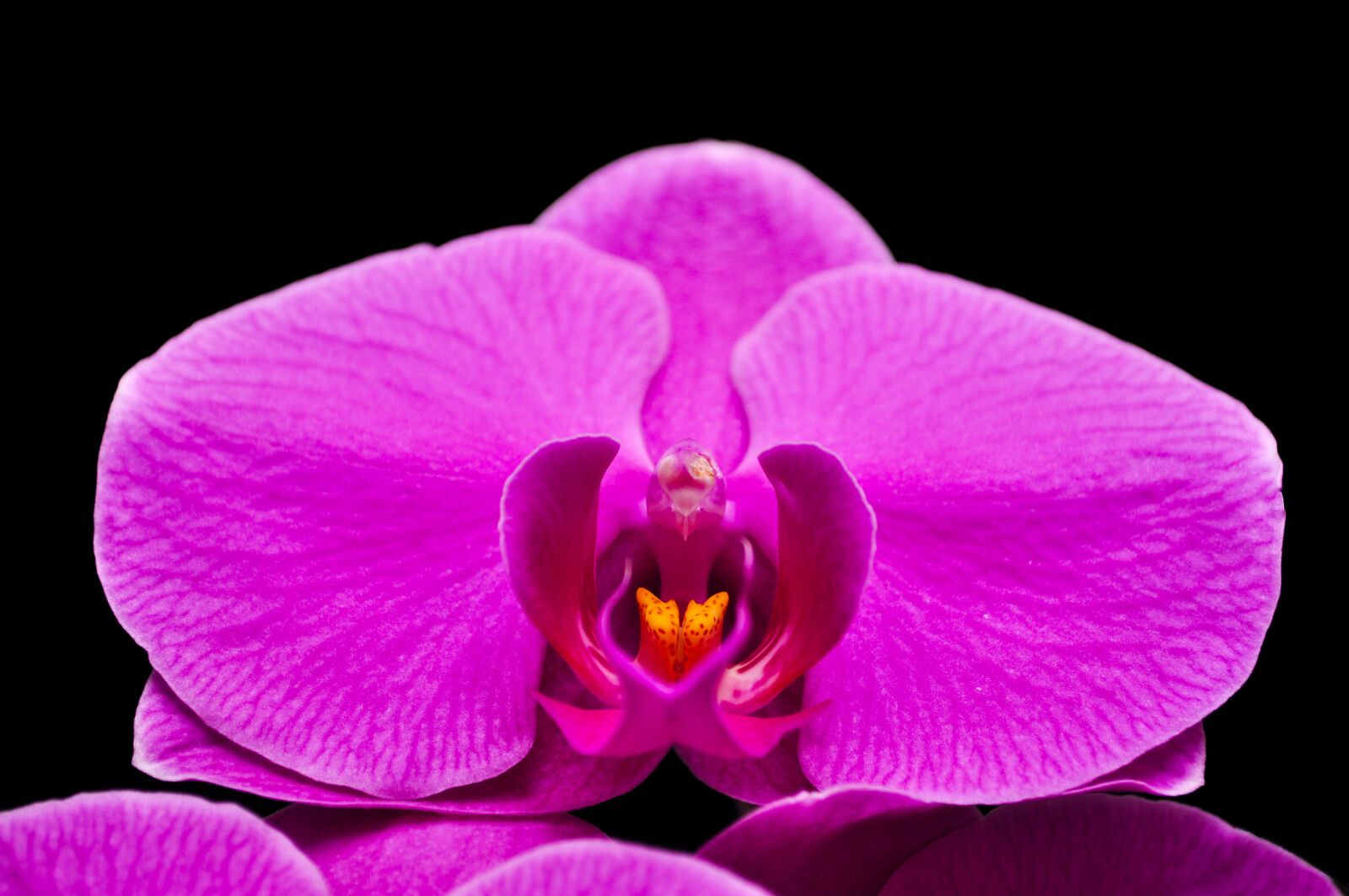 Nikon D5000 sample photo. Phalaenopsis, orquidea, flower photography