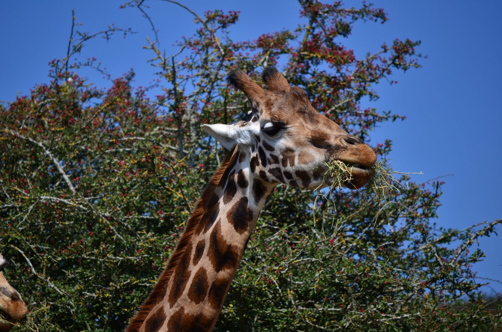 Nikon D7000 sample photo. Nature, giraffe, wildlife photography