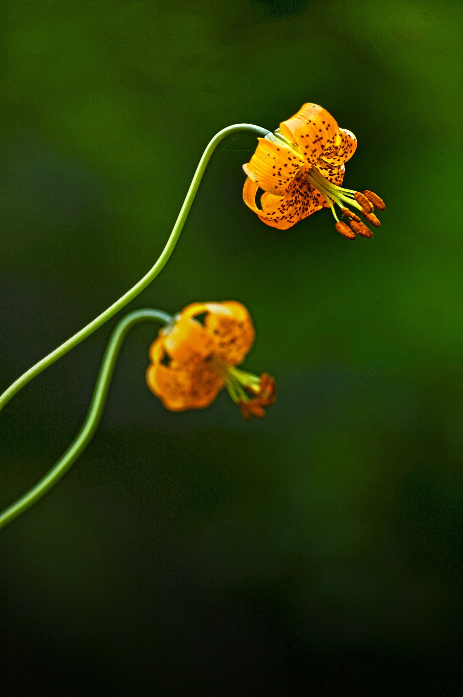 Nikon D50 sample photo. Lily, flower, wildflower photography