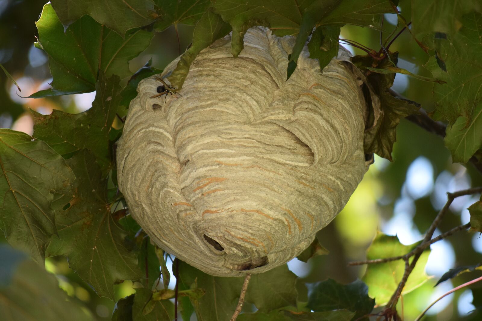 Nikon D3300 sample photo. Nest, bees, hive photography