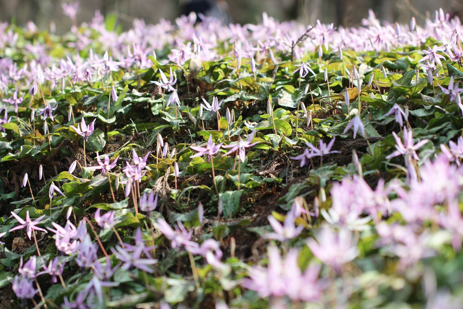 Canon EOS 100D (EOS Rebel SL1 / EOS Kiss X7) sample photo. 足助, asuke, incense storm valley photography