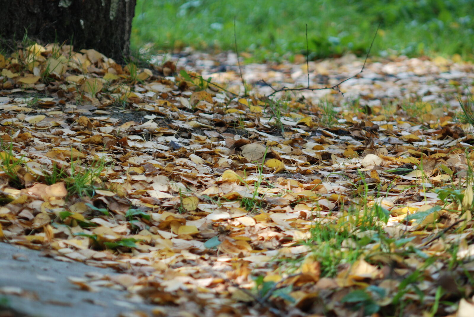 Nikon D80 sample photo