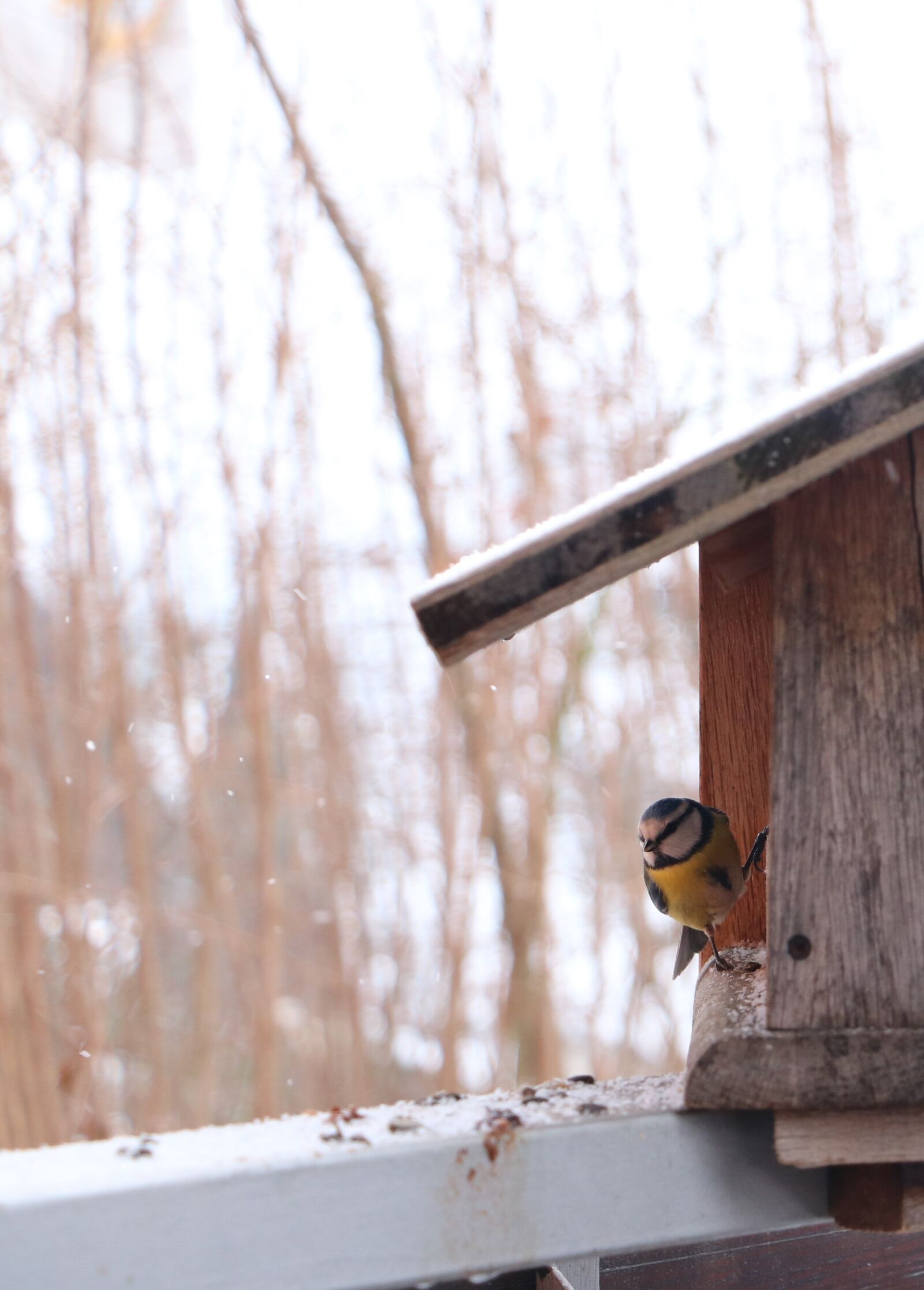 Canon EOS 750D (EOS Rebel T6i / EOS Kiss X8i) sample photo. Tit, winter, aviary photography