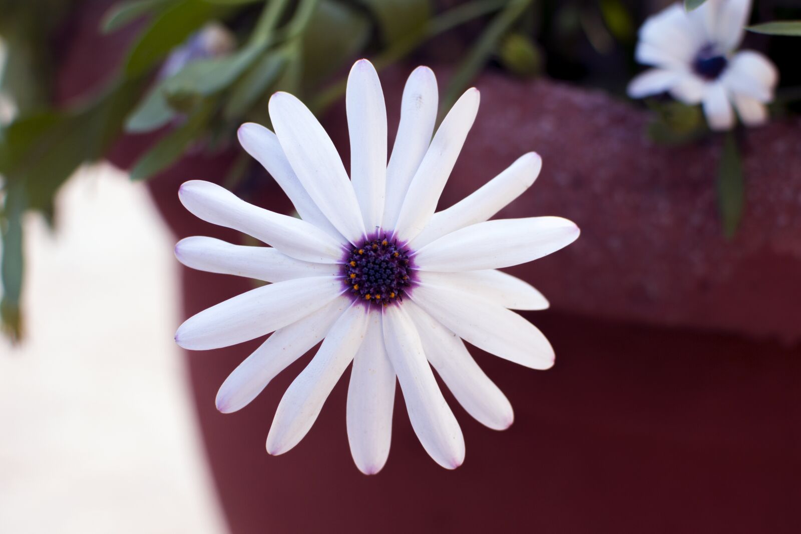 Nikon D3200 sample photo. Flower, nature, blossom photography