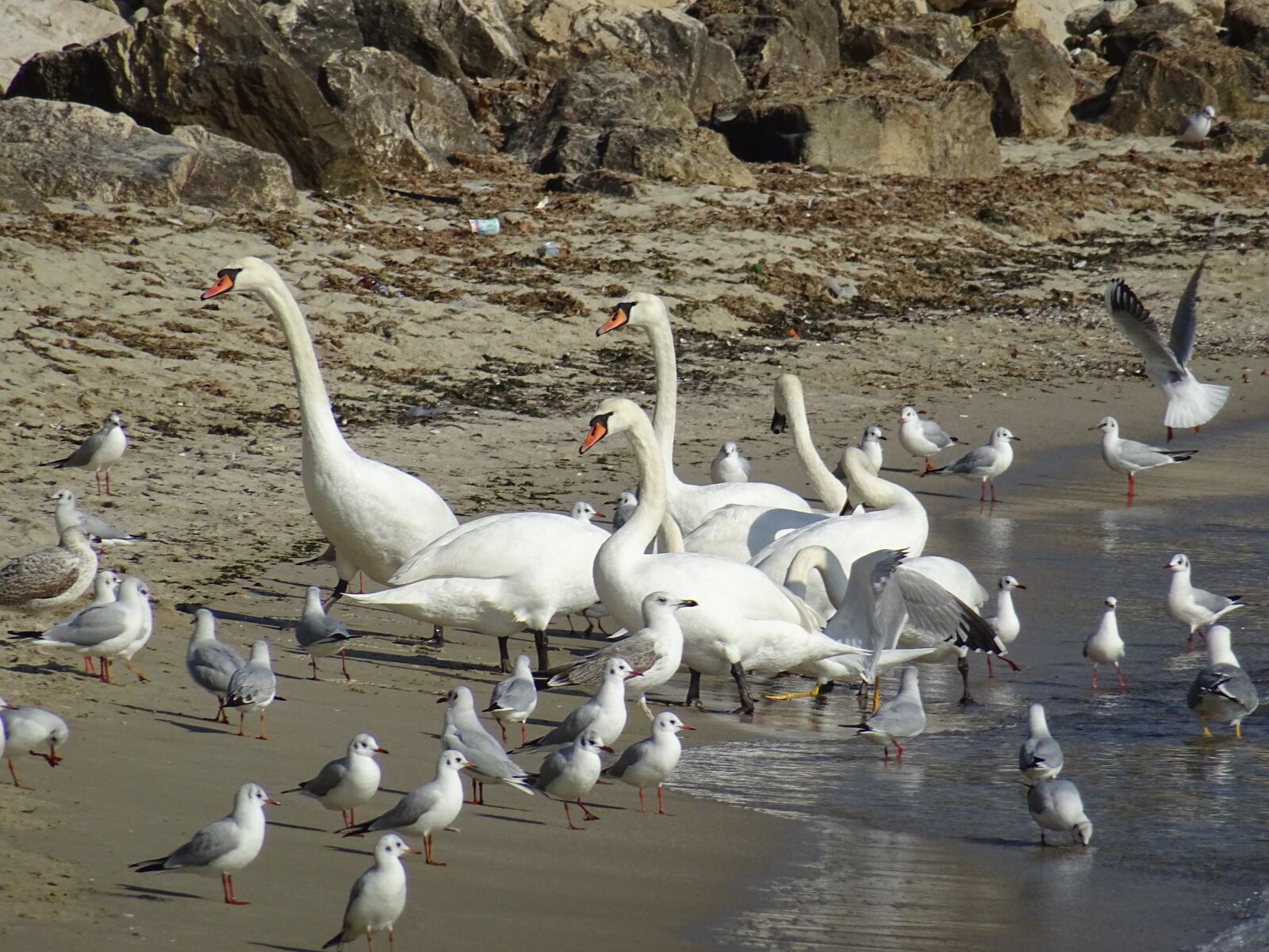 Sony DSC-HX60 sample photo. Seagul, bird, sand photography