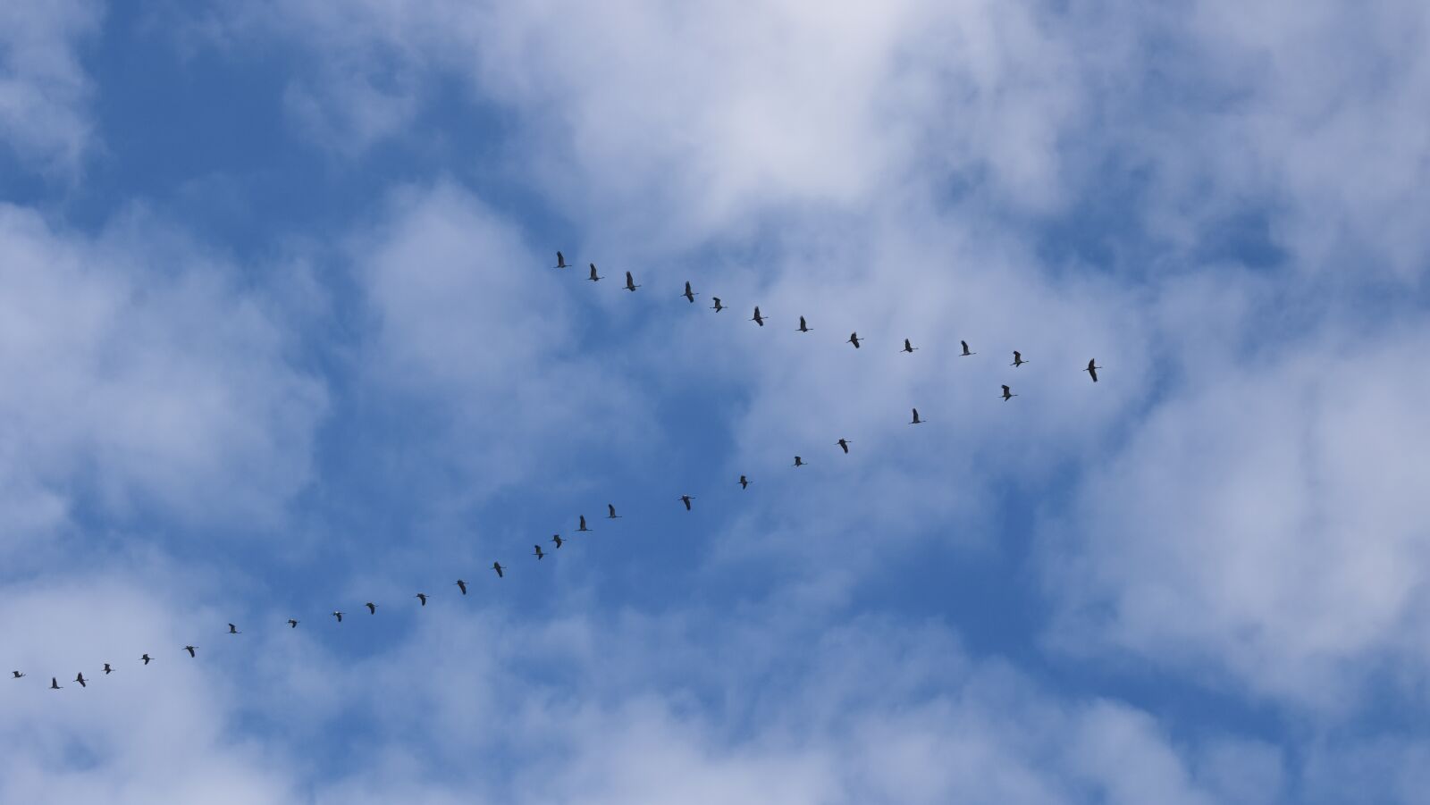 Nikon D3300 sample photo. Flock, birds, migratory photography