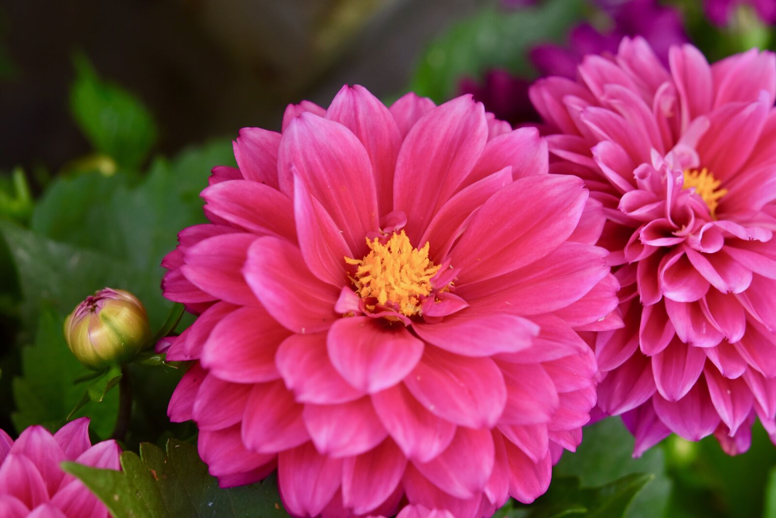 Nikon D5600 sample photo. Flower, flower pink petals photography