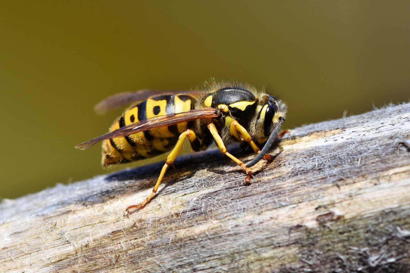 Nikon D7200 sample photo. Hornet, wasp, insect photography