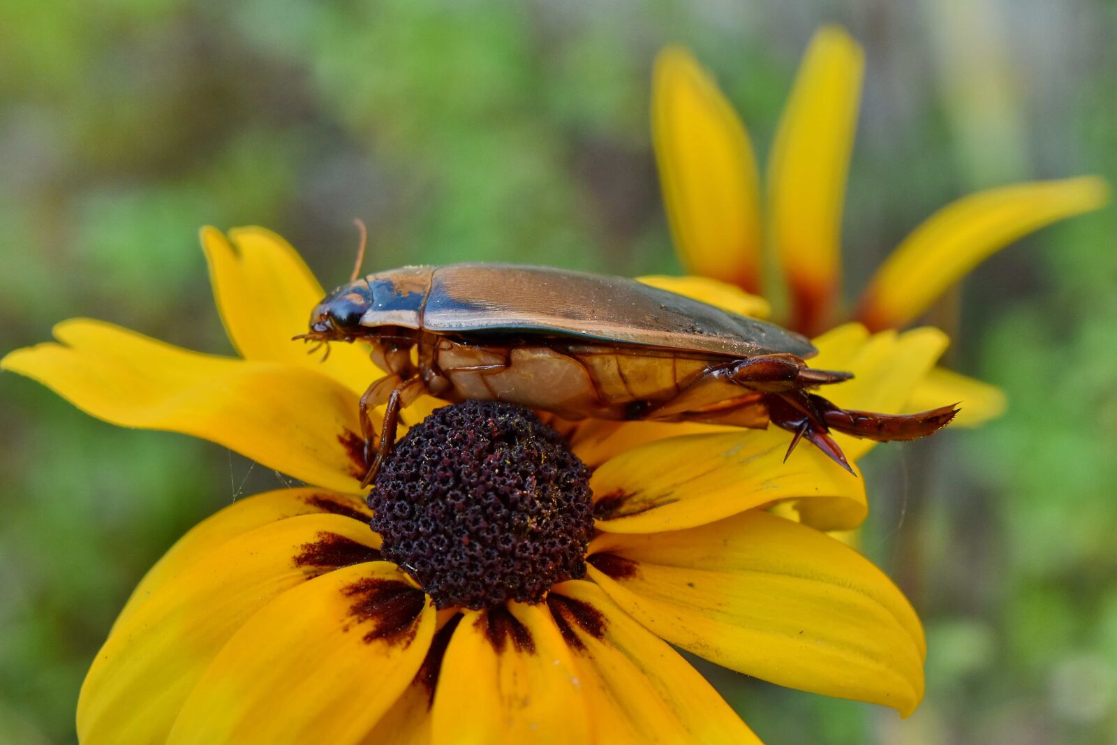 Nikon D5500 sample photo. Beautiful image, beetle, detail photography