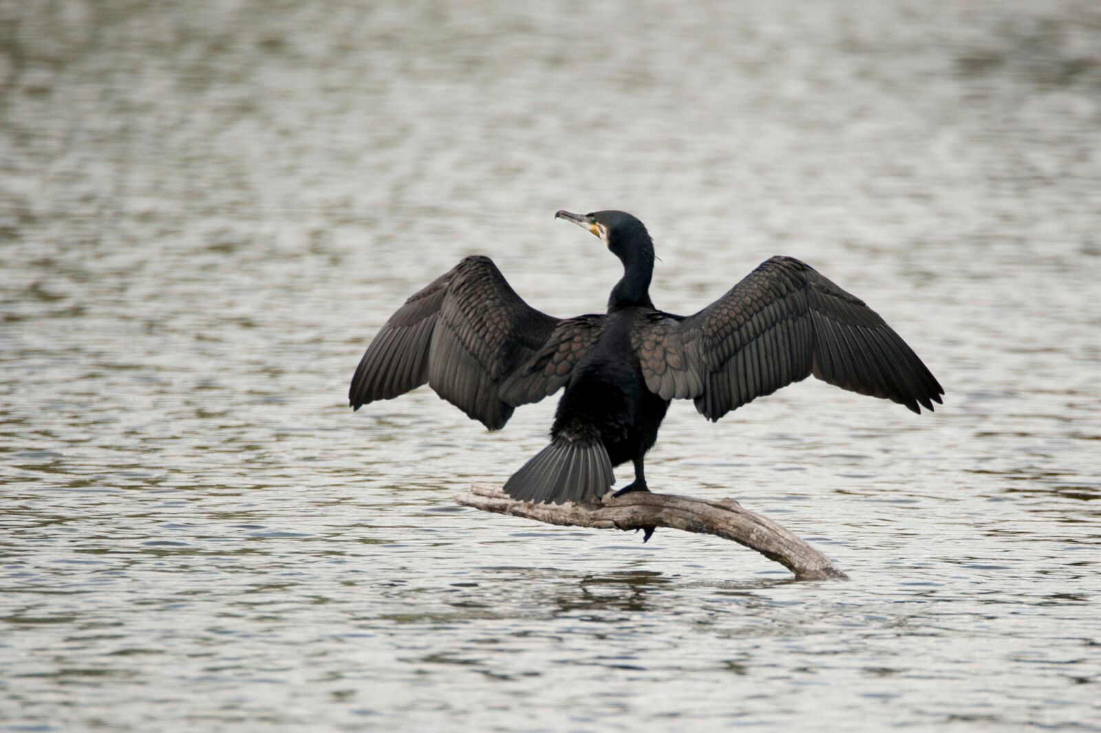 Nikon D700 sample photo. Cormorant, bird, black photography