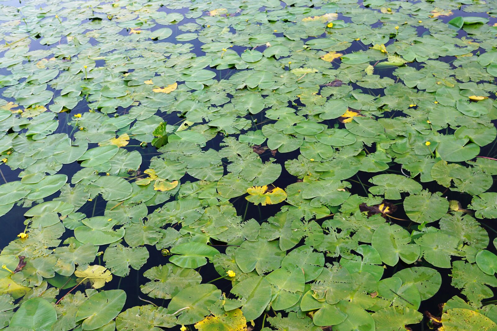 Sony ILCA-77M2 + Sony DT 16-50mm F2.8 SSM sample photo. Lake, pond, water photography