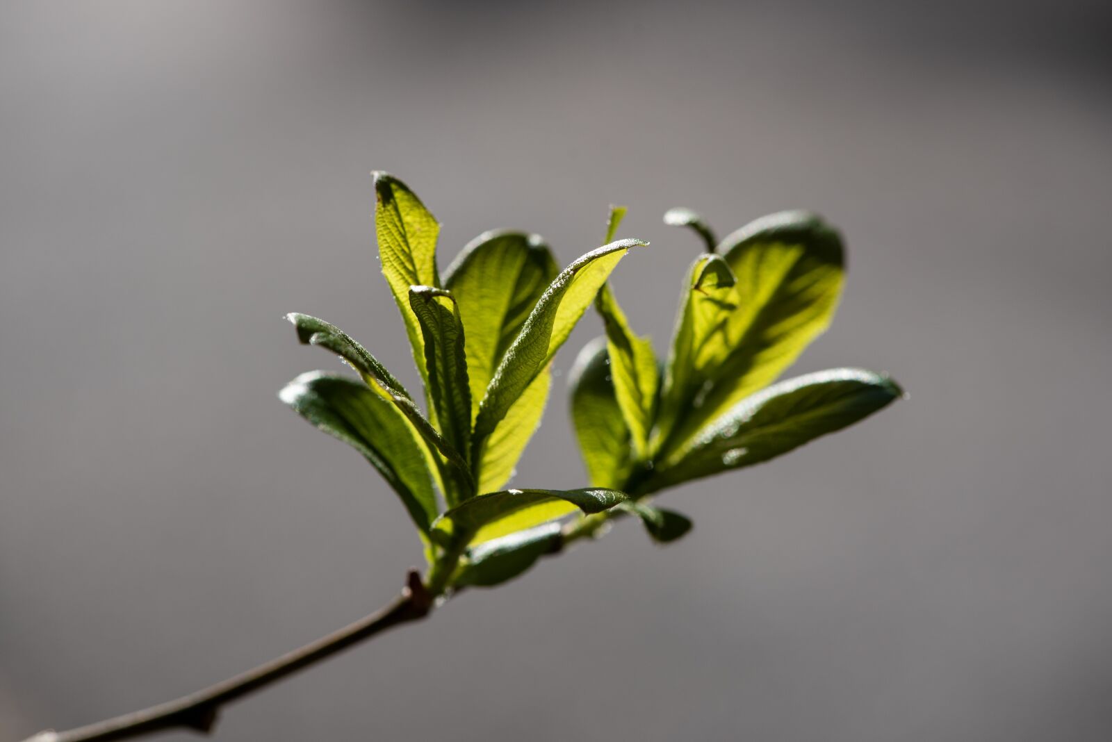 Nikon D750 sample photo. Branch, leaves, green photography