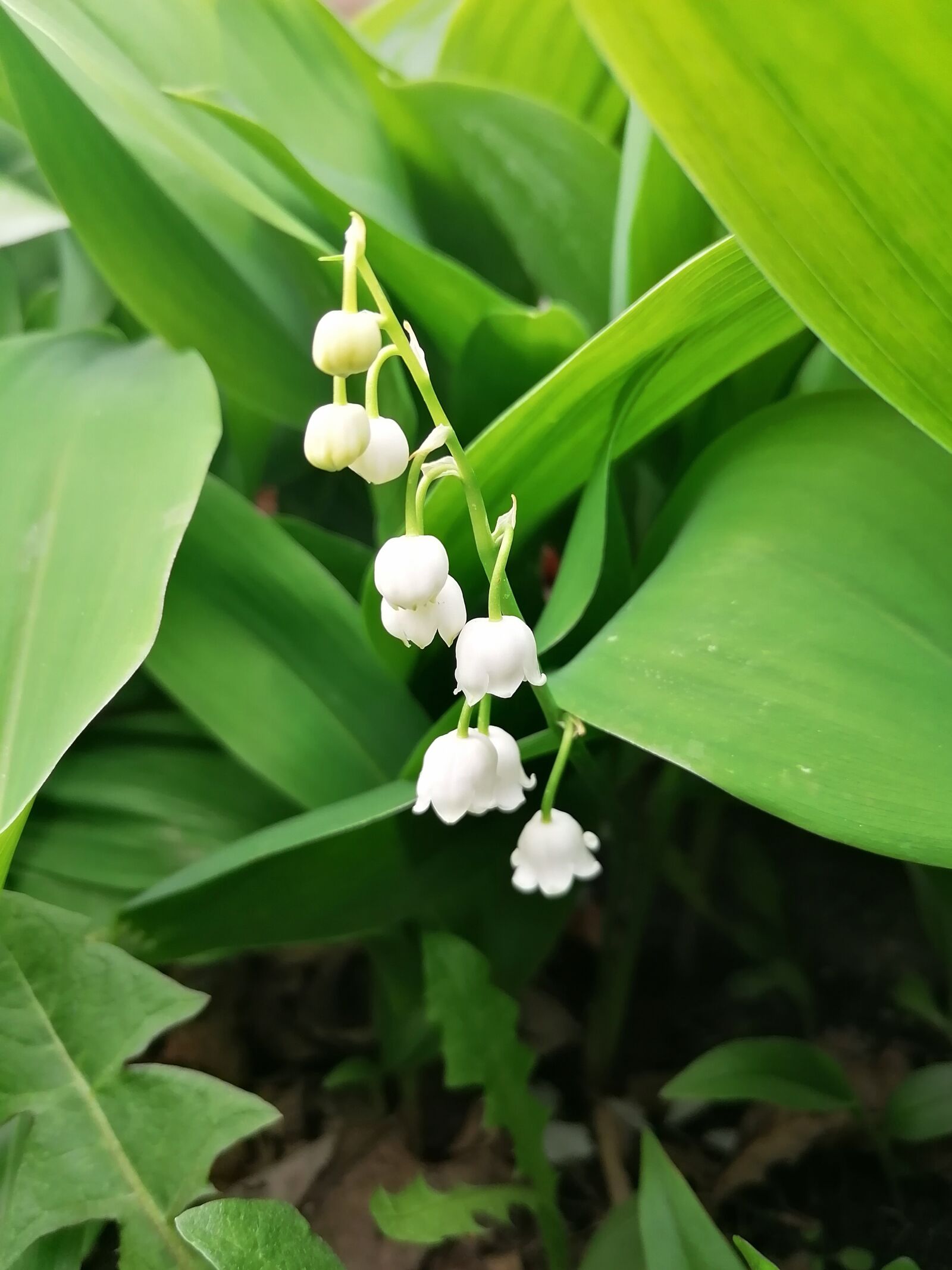 HUAWEI P30 LITE sample photo. Lily of the valley photography