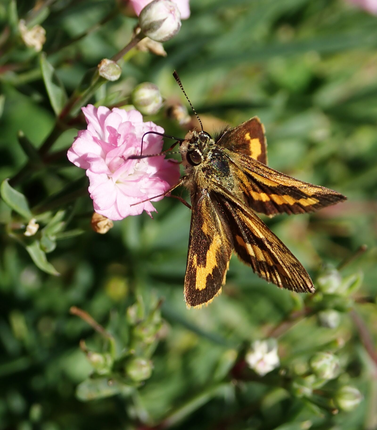 Olympus TG-5 sample photo. Butterfly, moth, insect photography