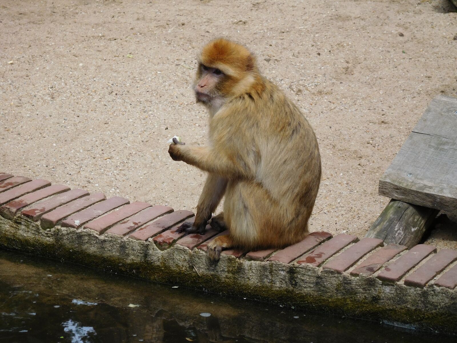 Nikon Coolpix S7000 sample photo. Monkey, wildlife, mammals photography