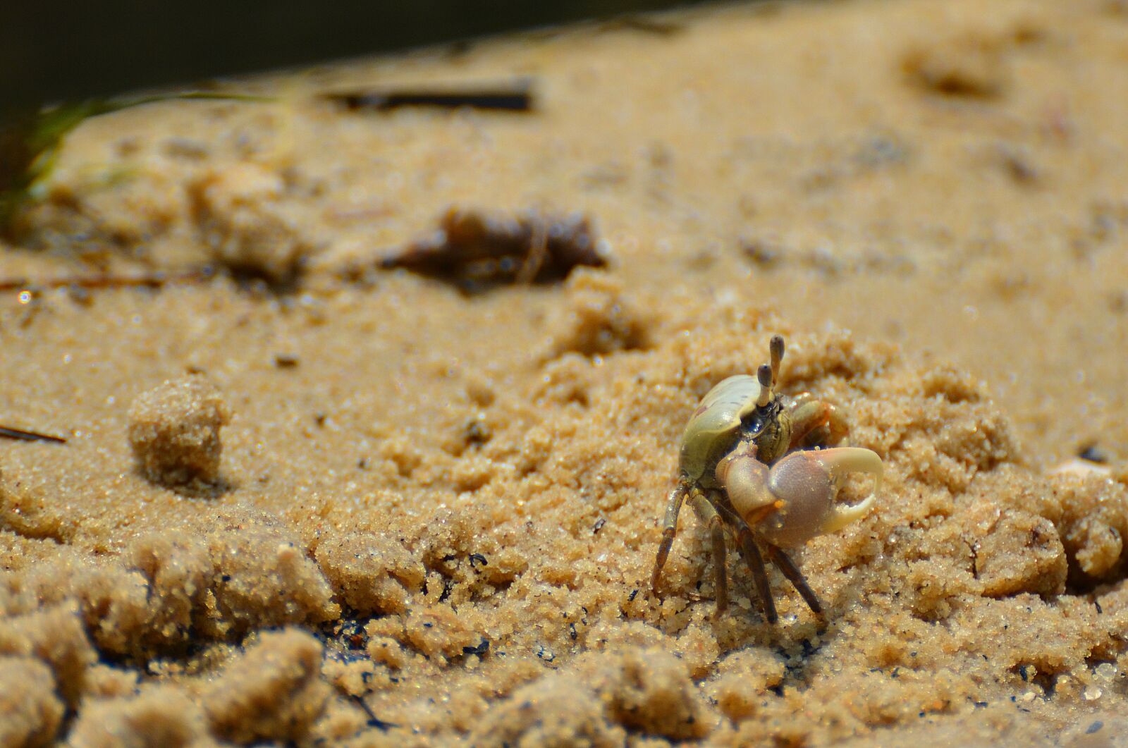 Nikon D5100 sample photo. Crab, crustacean, seafood photography