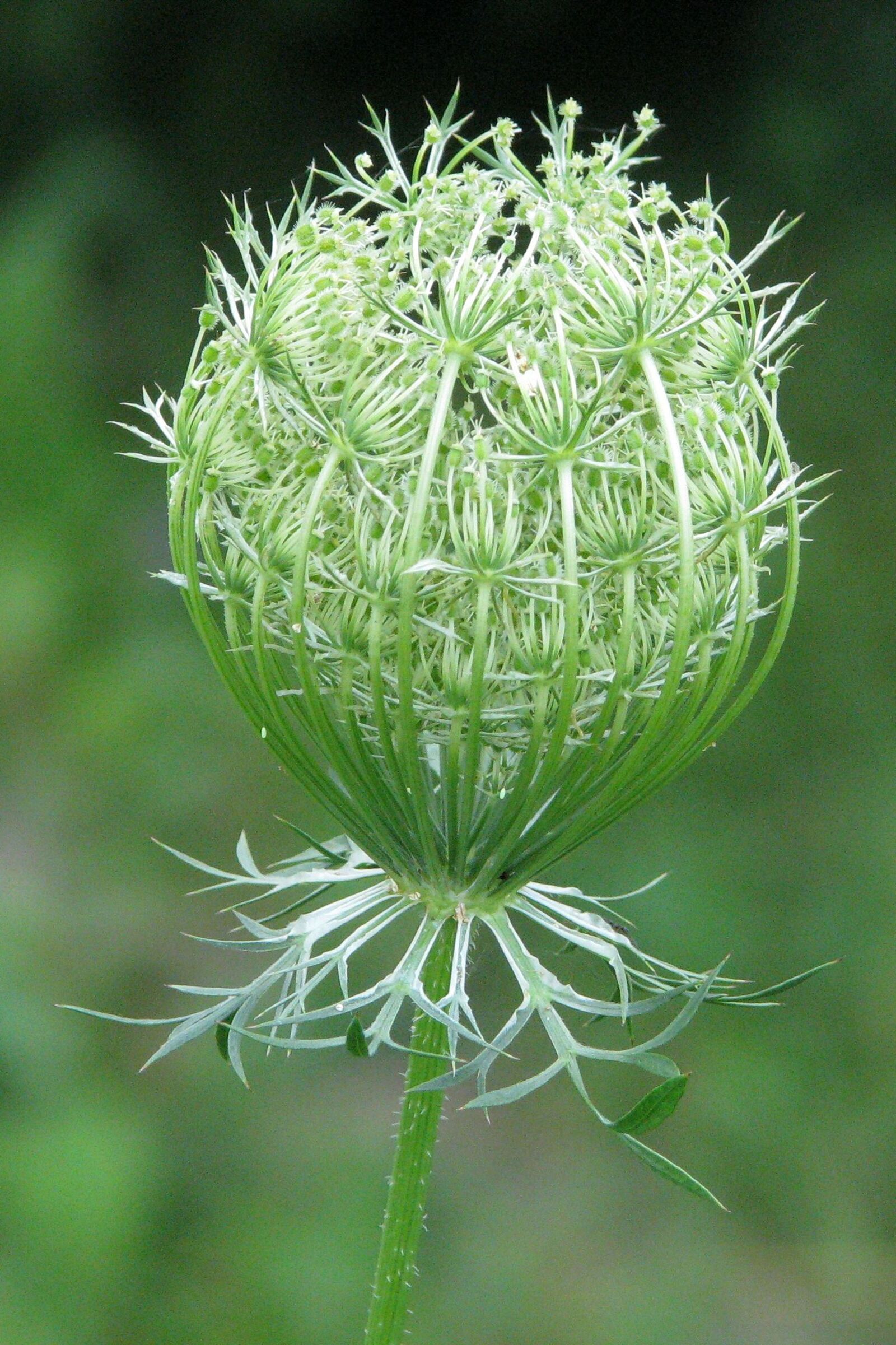 Canon POWERSHOT S5 IS sample photo. Queen anne's lace, wild photography