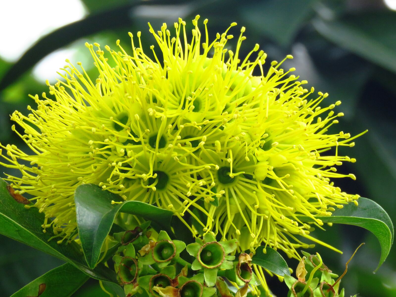 Canon PowerShot SX60 HS sample photo. Yellow flower, macro, yellow photography