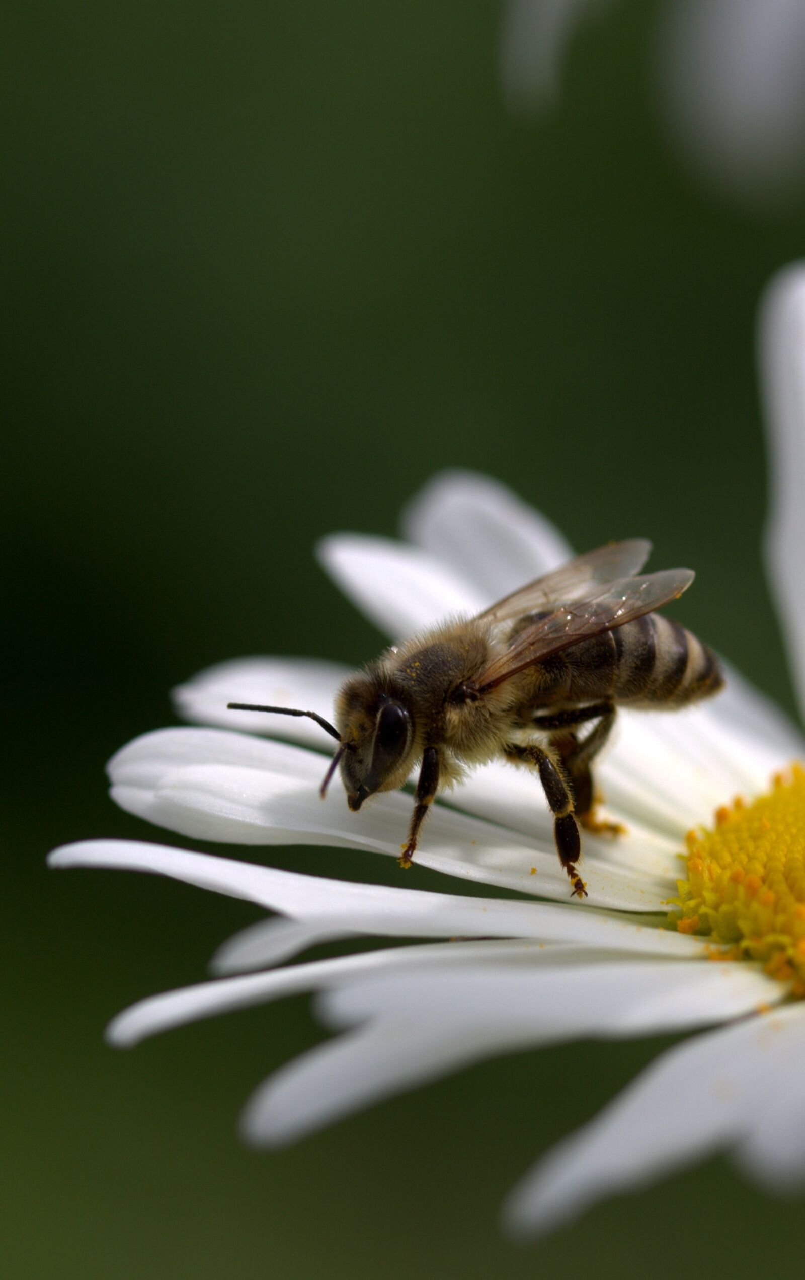 Canon EF-S 60mm F2.8 Macro USM sample photo. Bee, daisy, pollen photography