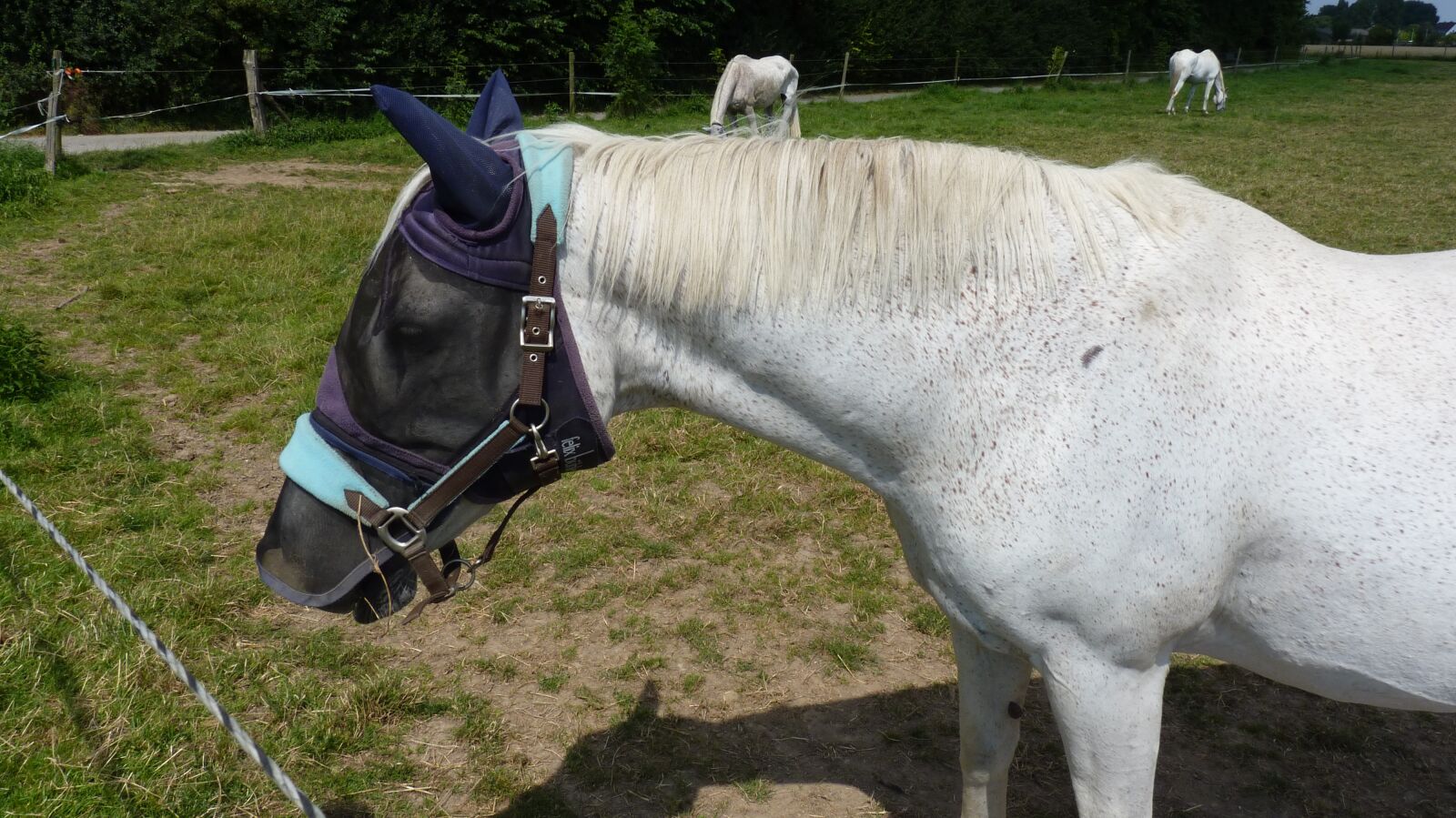 Panasonic Lumix DMC-FZ35 (Lumix DMC-FZ38) sample photo. Animal, horse, mold photography