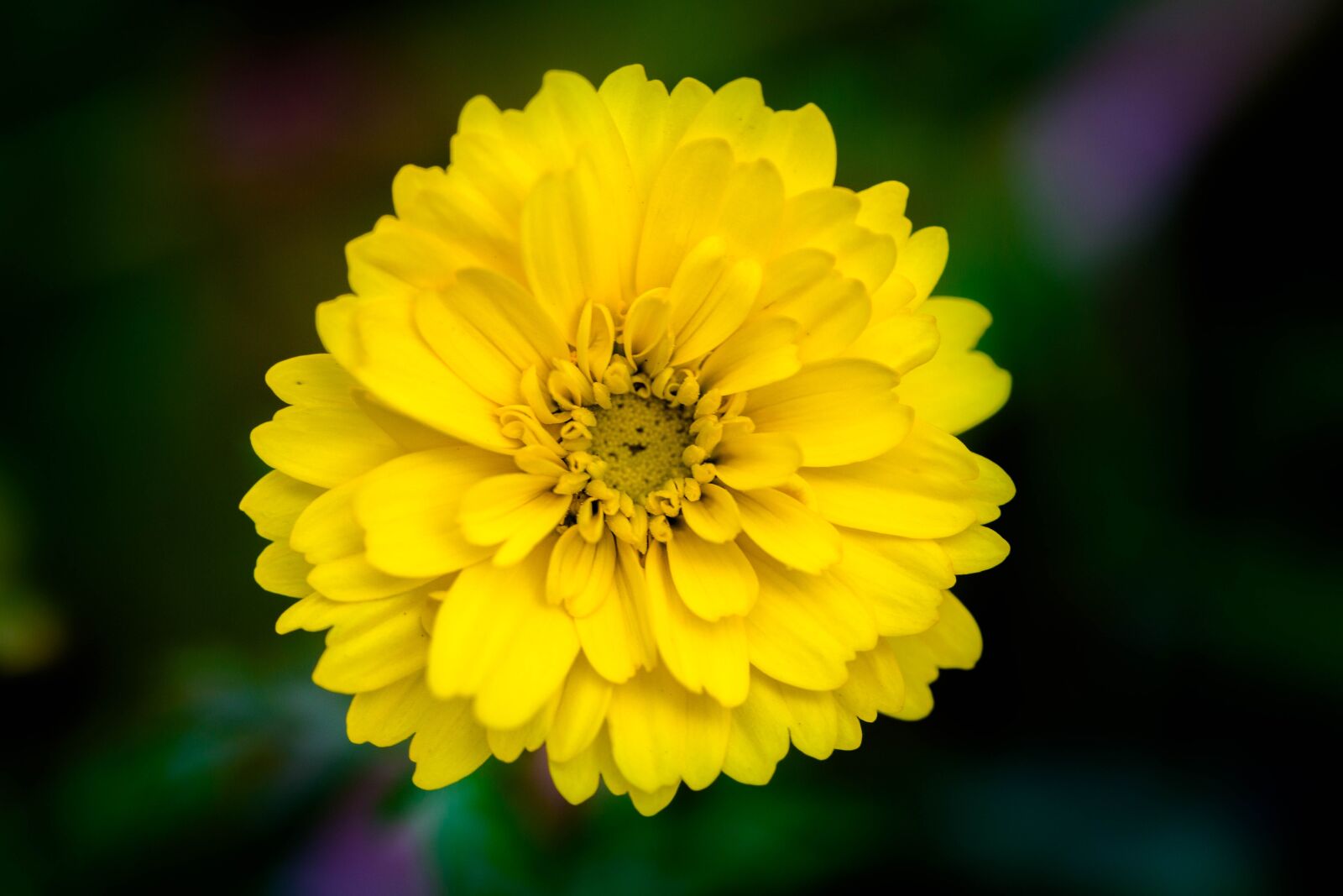 Canon EF 100mm F2.8L Macro IS USM sample photo. Flower, nature, no person photography